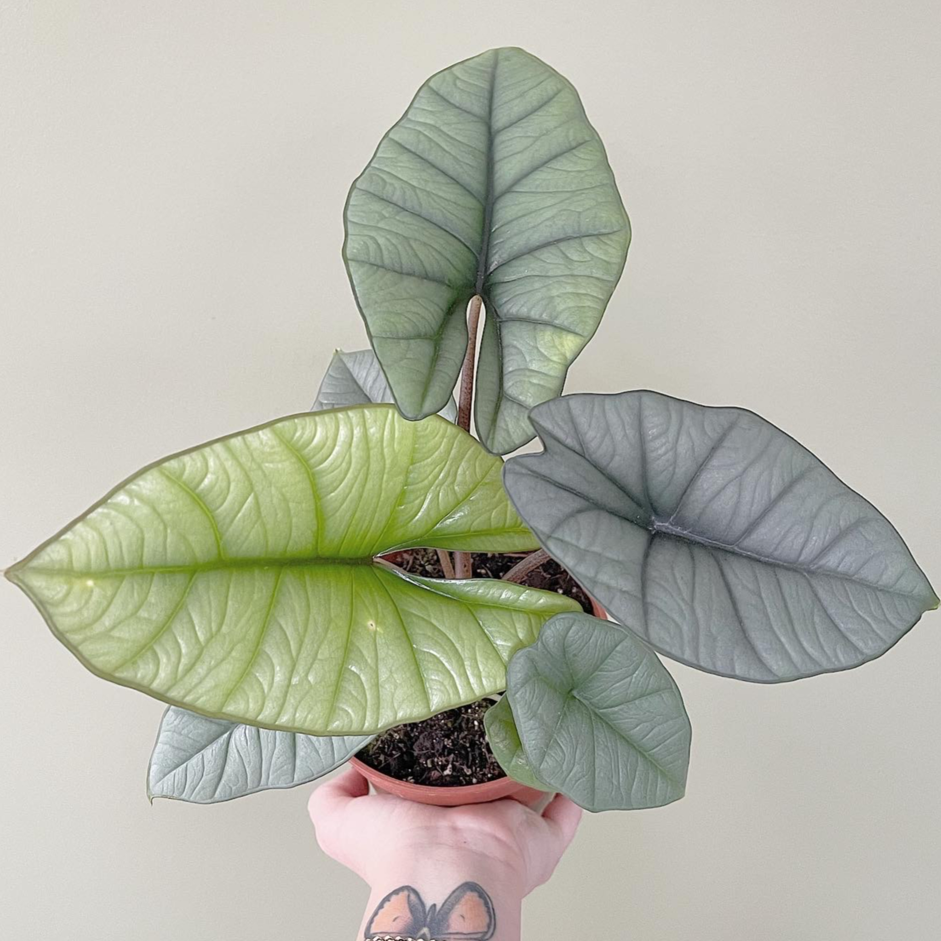 Plantenpraat met Ans en Roos