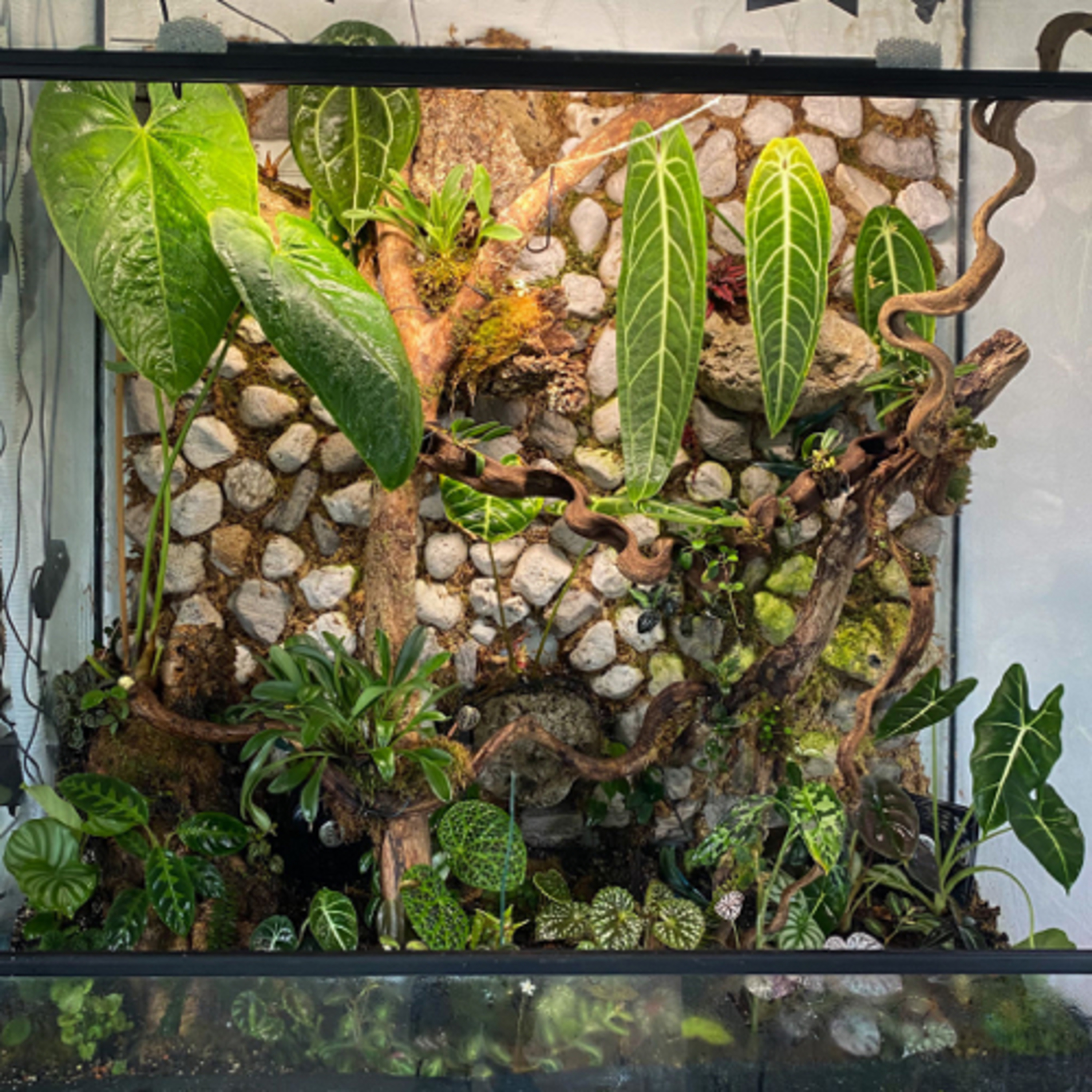 Plantenpraat met Ans en Roos