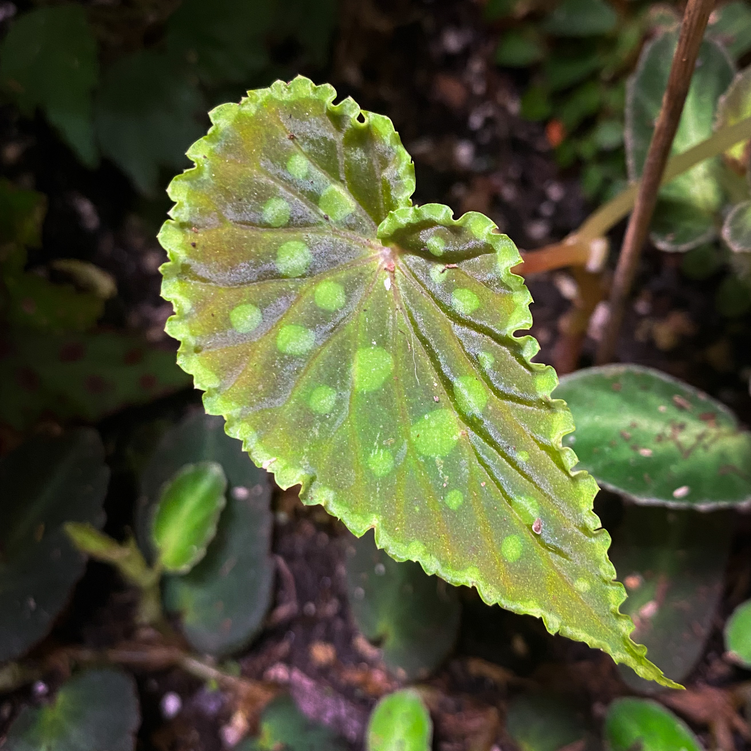 Plantenpraat met Ans en Roos