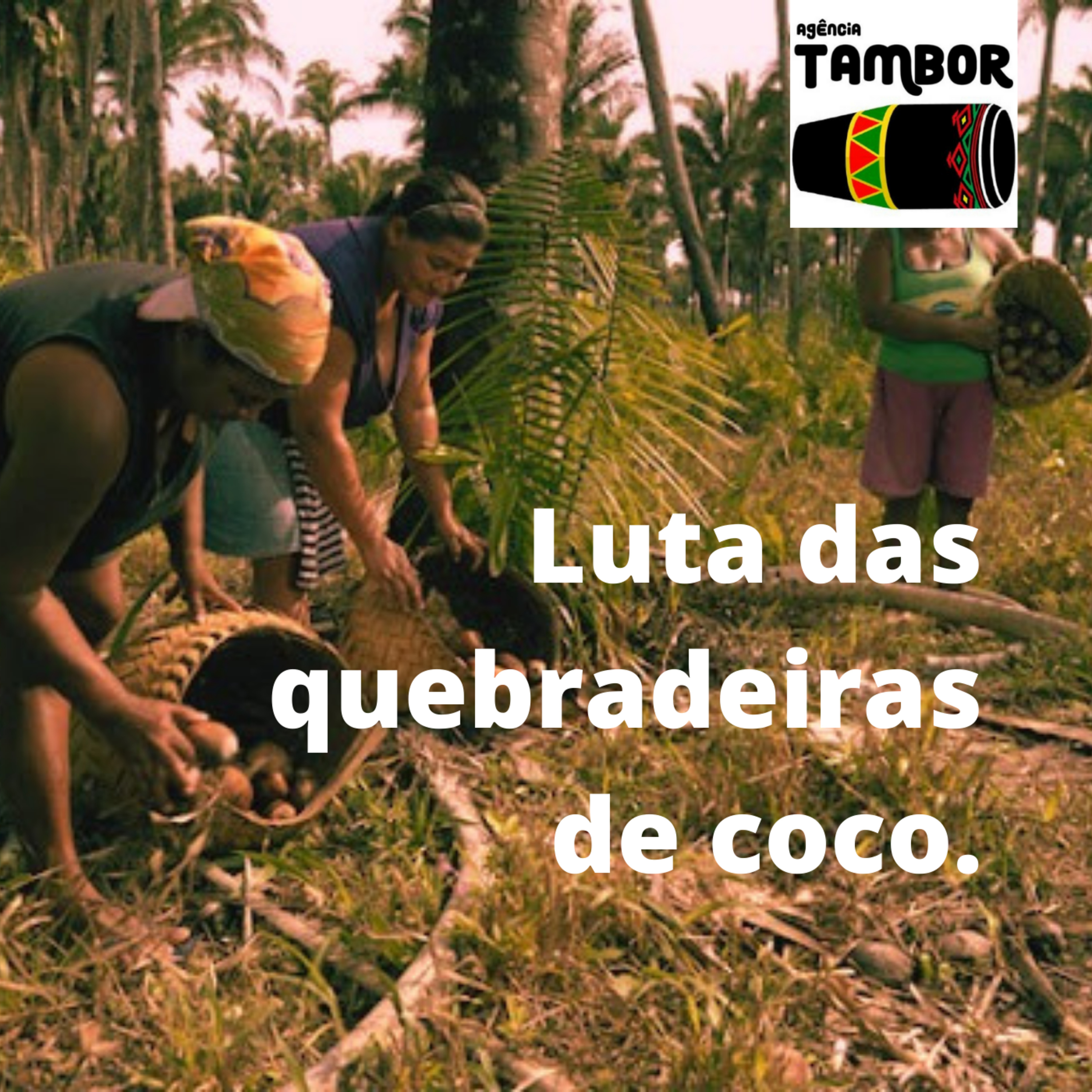 O Movimento das quebradeiras de coco, o enfrentamento à Covid e As Crises Econômicas e Ambientais. episode artwork