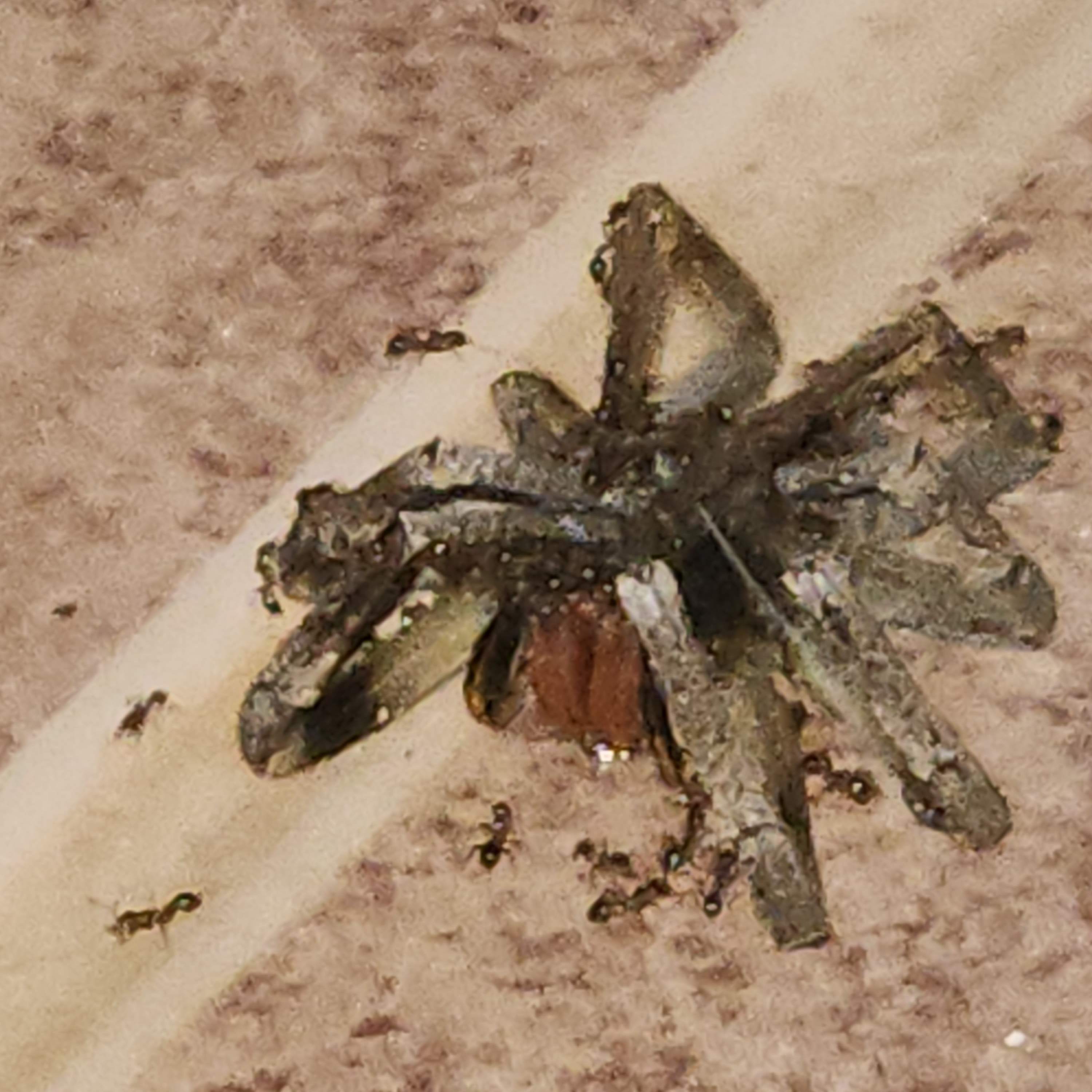 Cachorro matou a aranha e depois foi explorar a galáxia  episode artwork