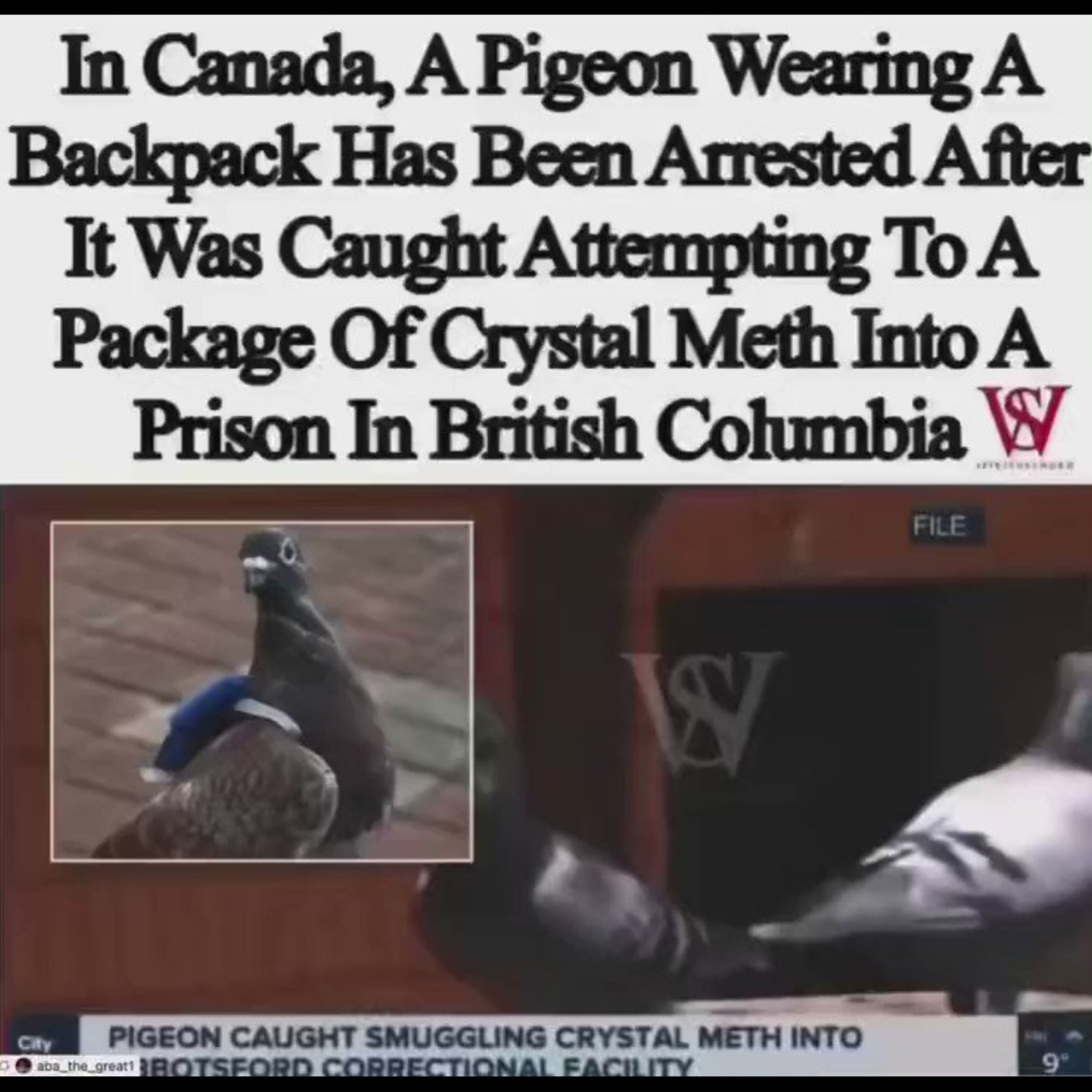 PIGEON METH