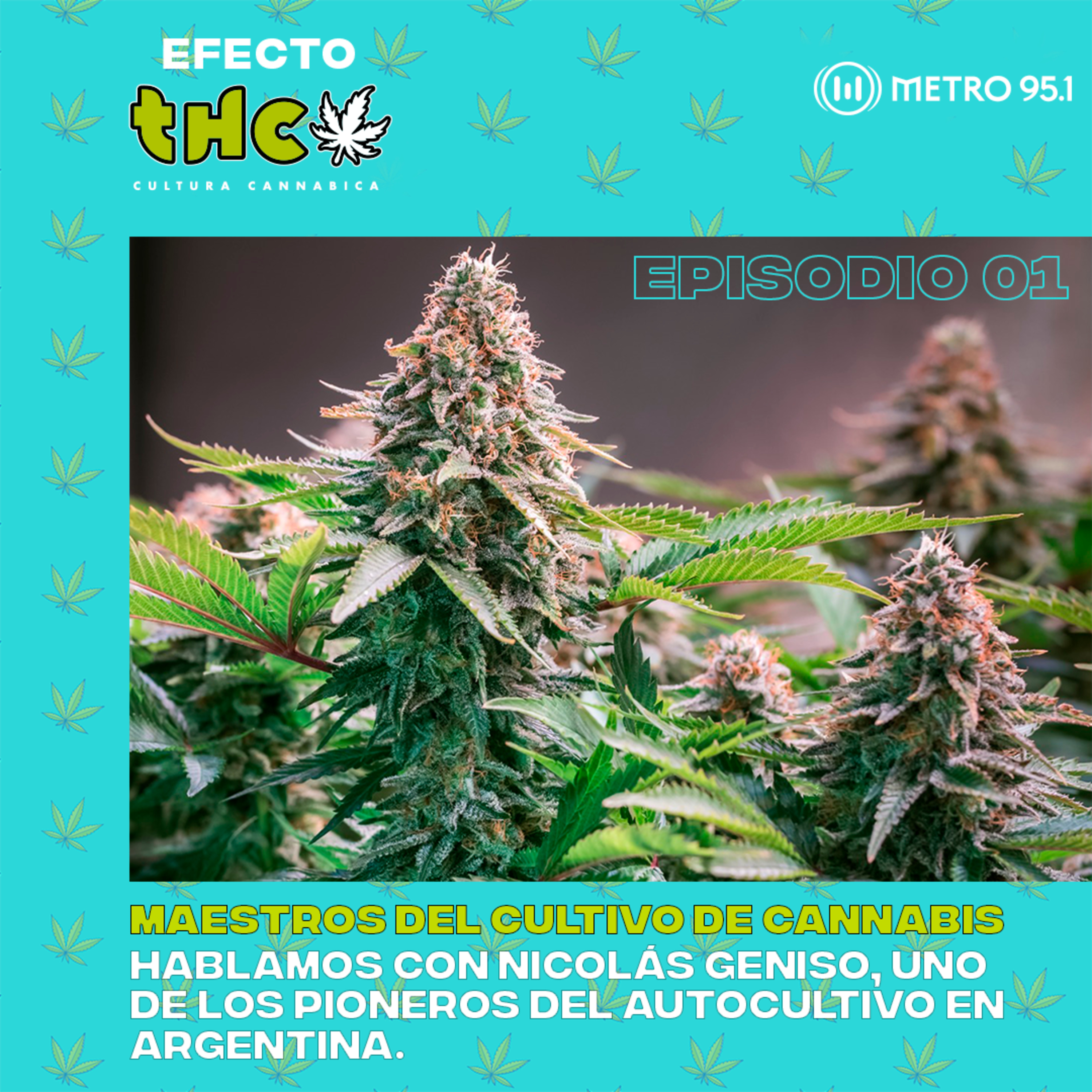 Maestros del cultivo de cannabis | Nicolás Geniso