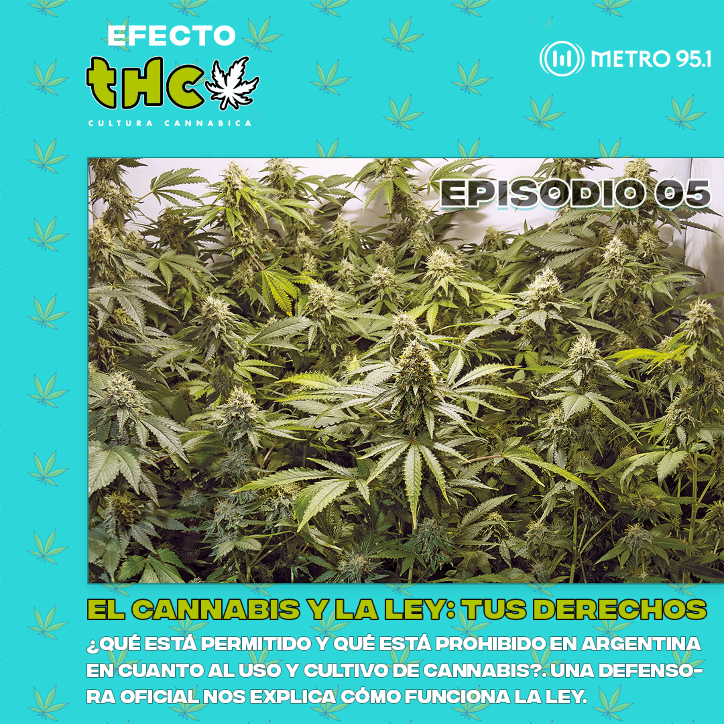 El cannabis y la ley: conocé tus derechos | Dra. María Victoria Baca Paunero