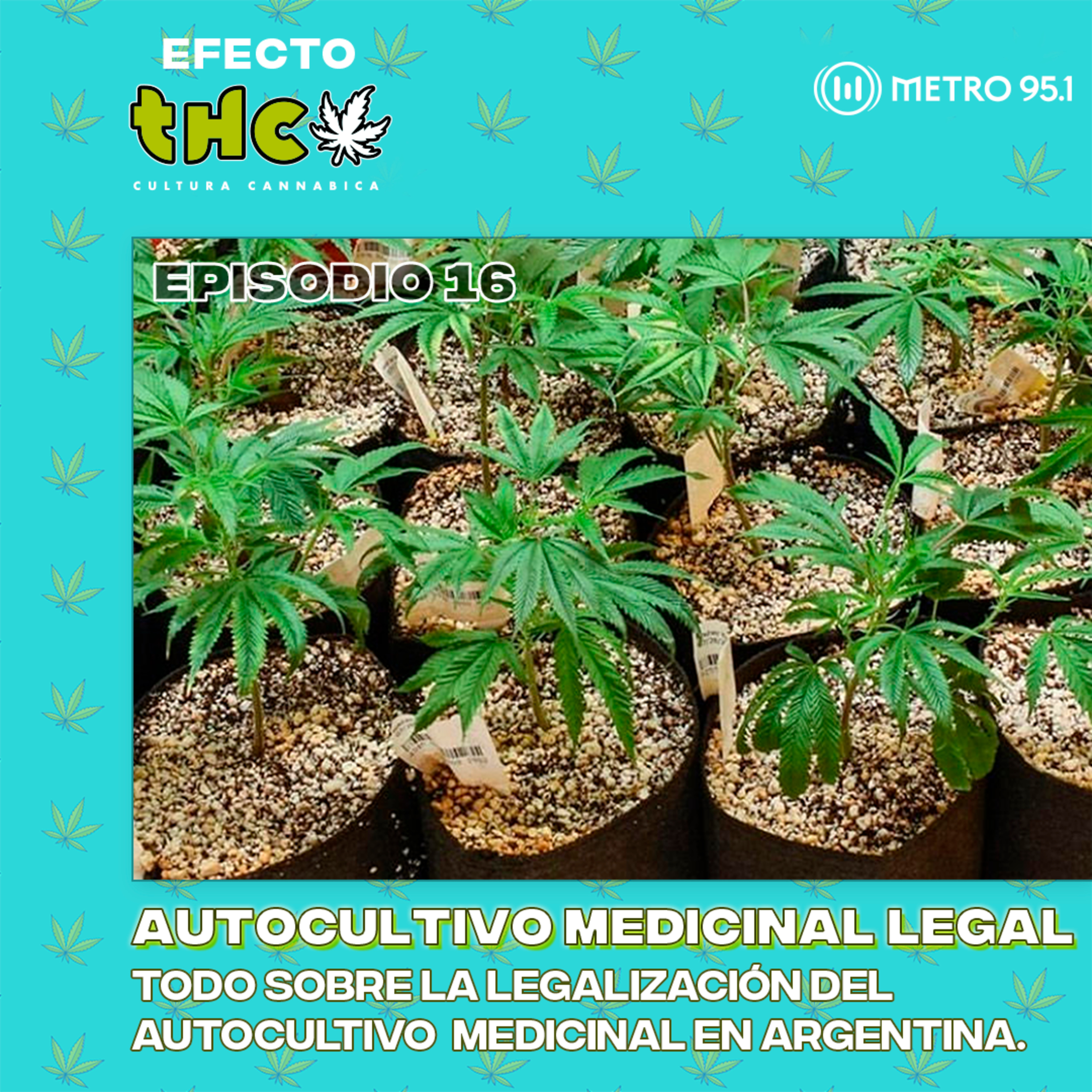Autocultivo medicinal legal: nueva reglamentación