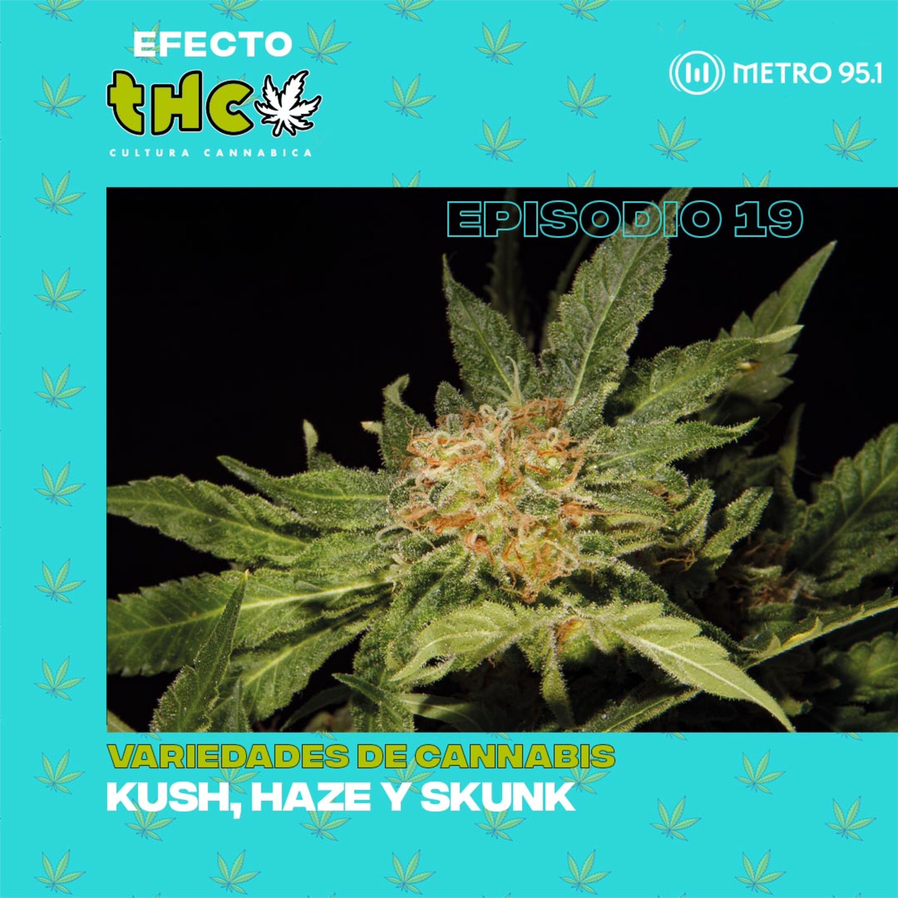 Variedades de cannabis: Kush, Haze y Skunk