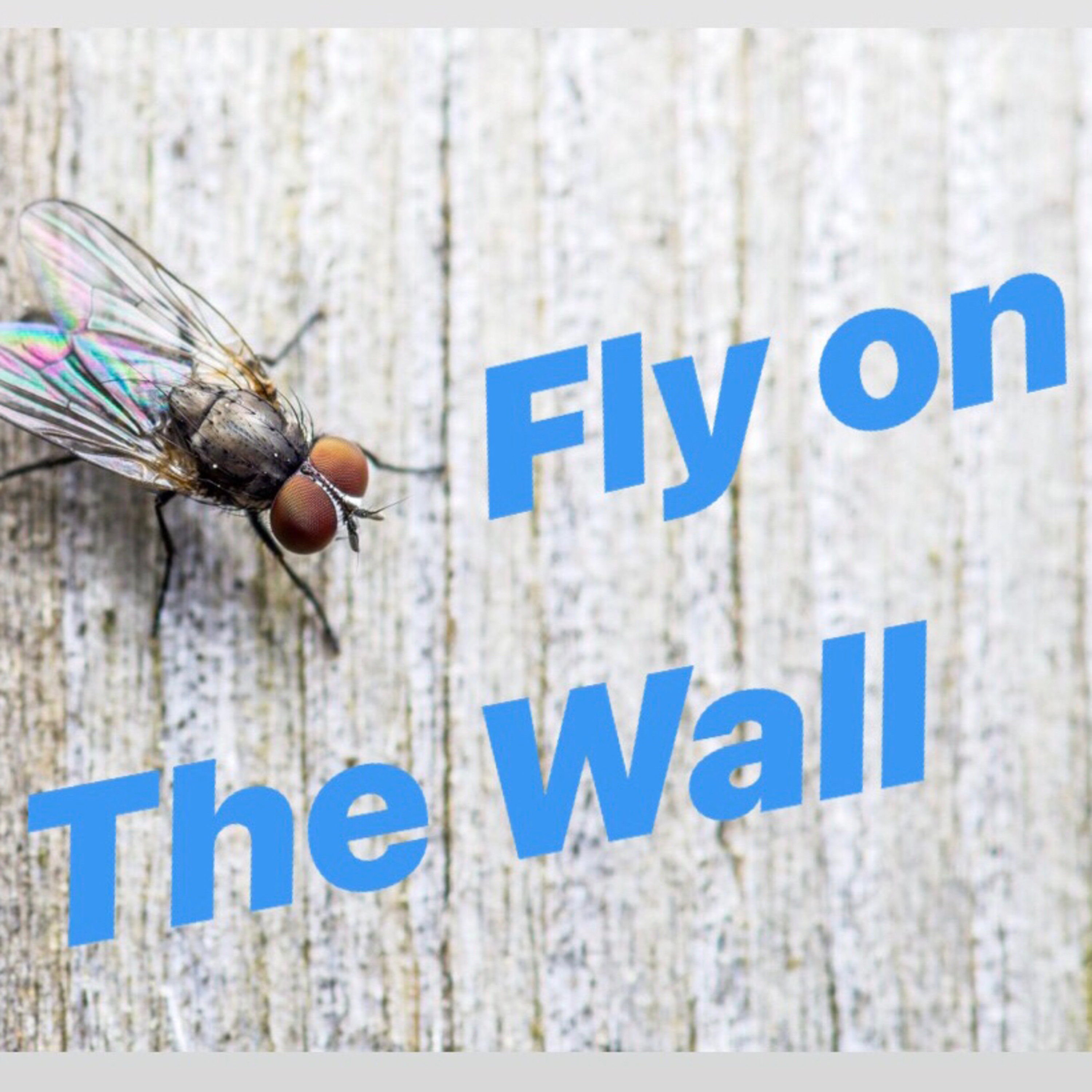 Fly on The Wall