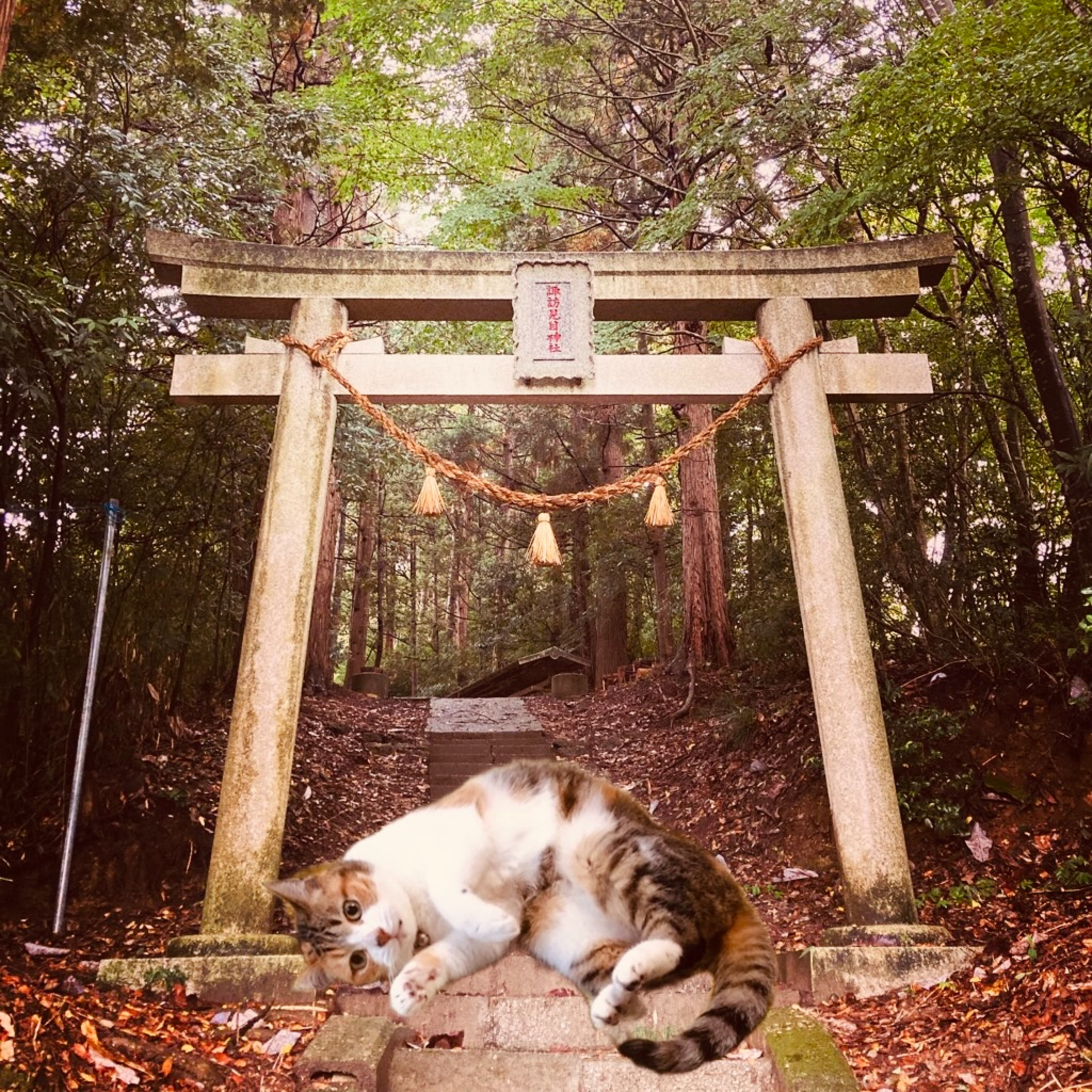 EP44 すねこすり（Sunekosuri = Shinkosuri） episode artwork