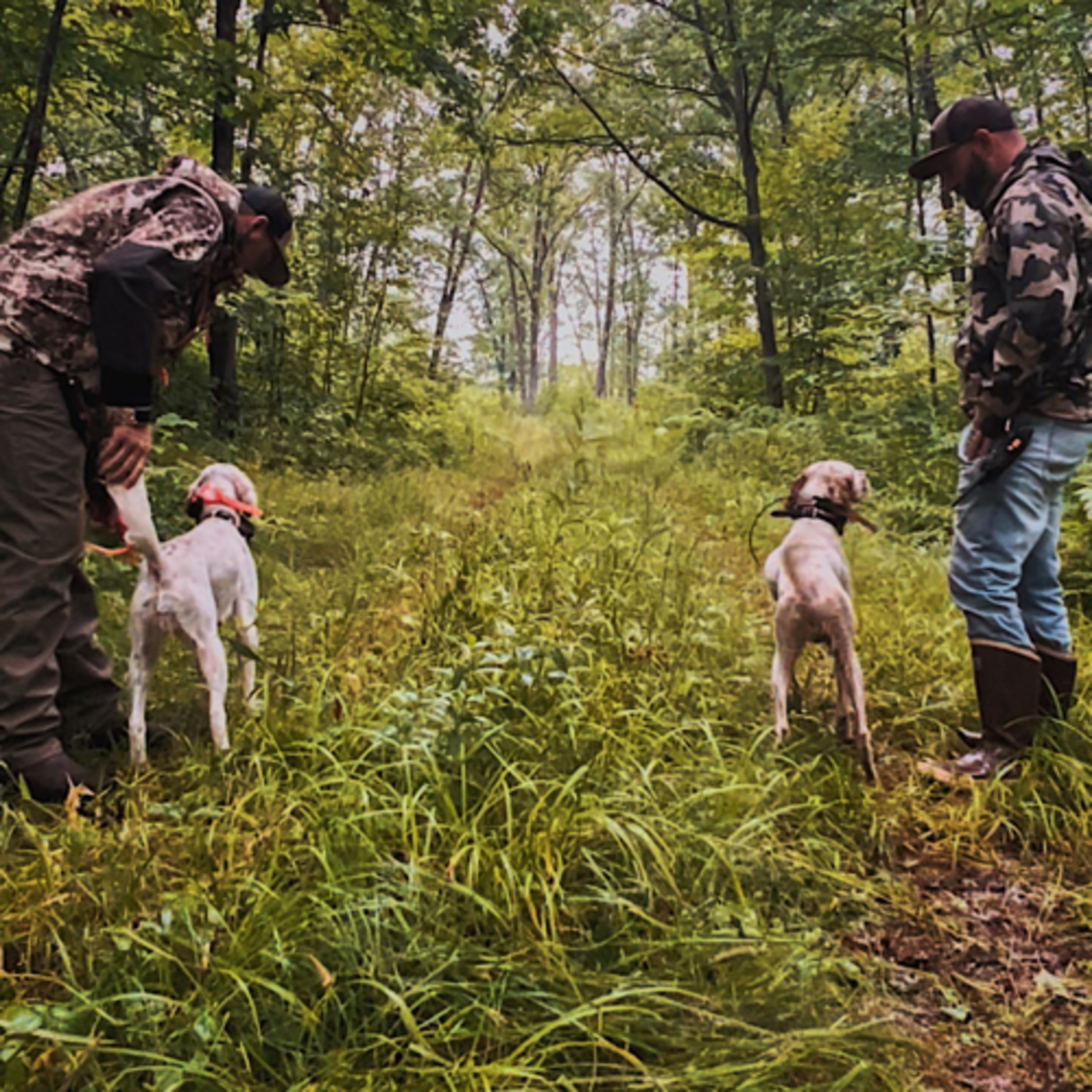 In The Woods With Dogs Podcast