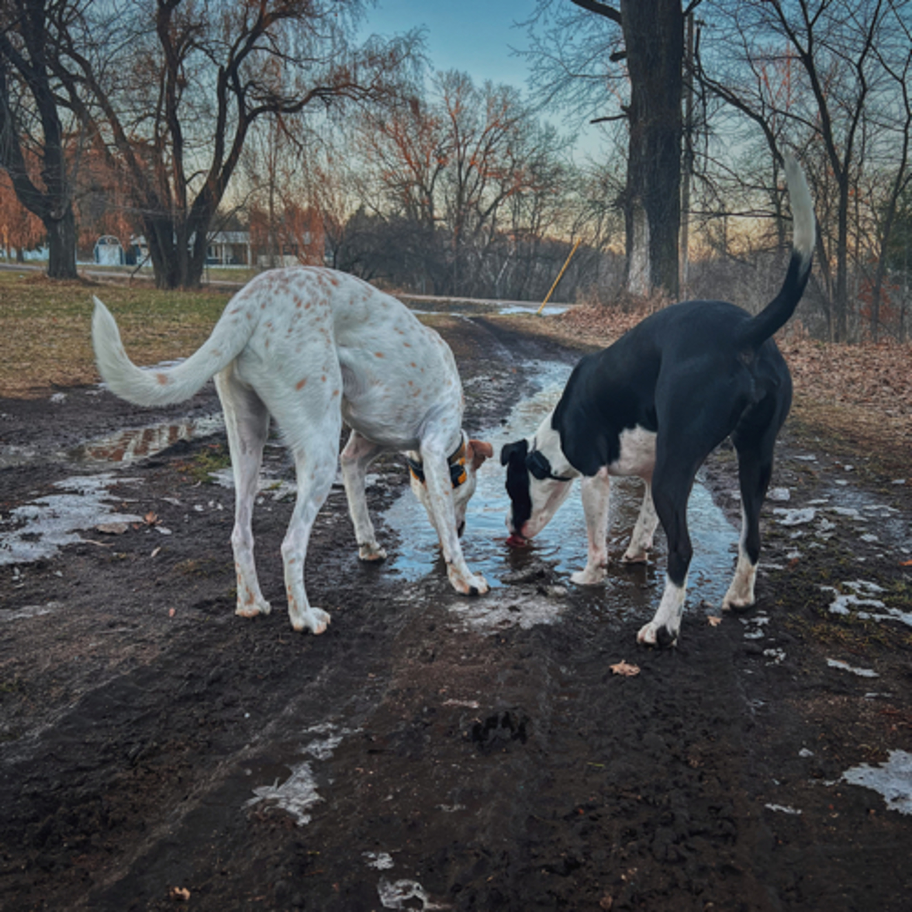 In The Woods With Dogs Podcast