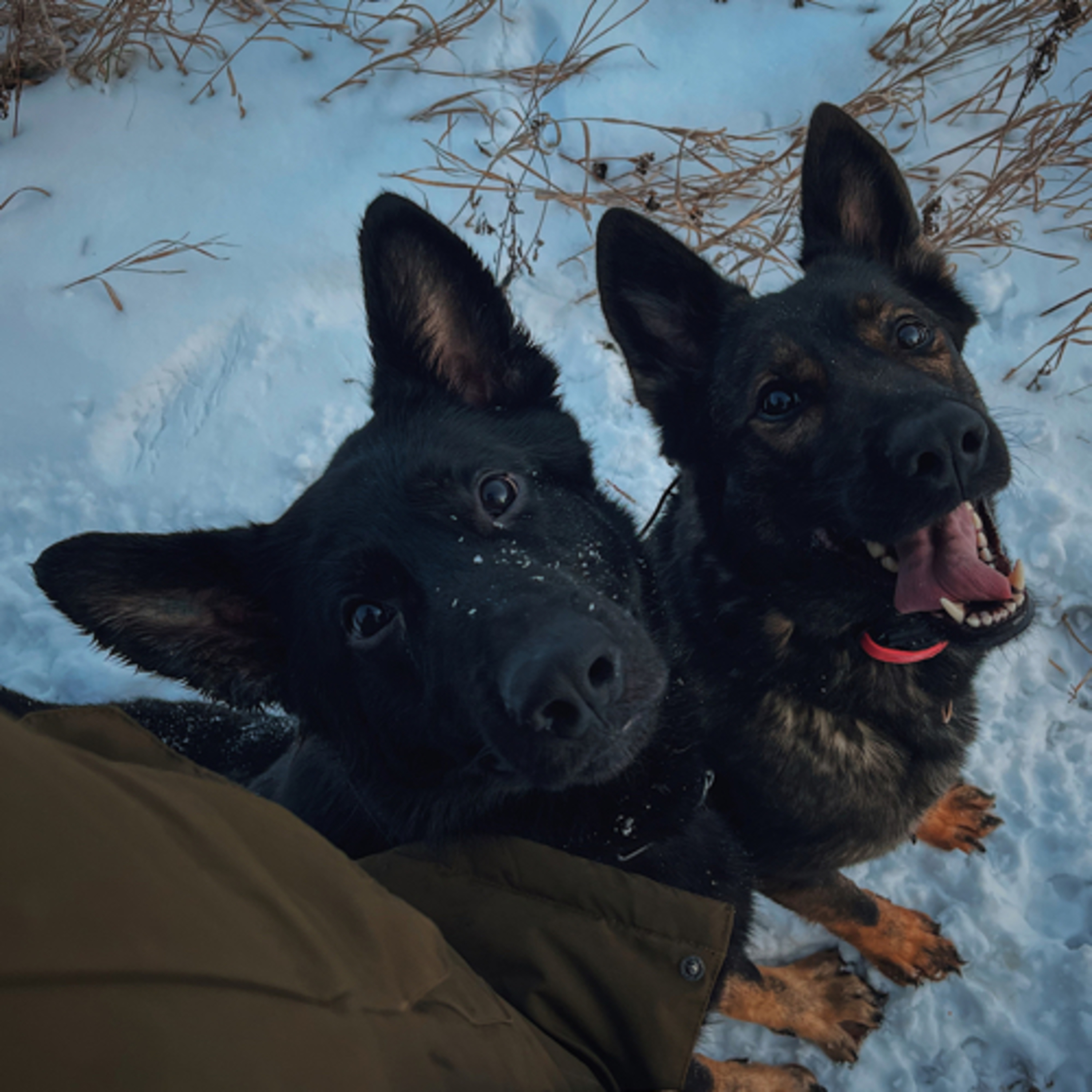 In The Woods With Dogs Podcast