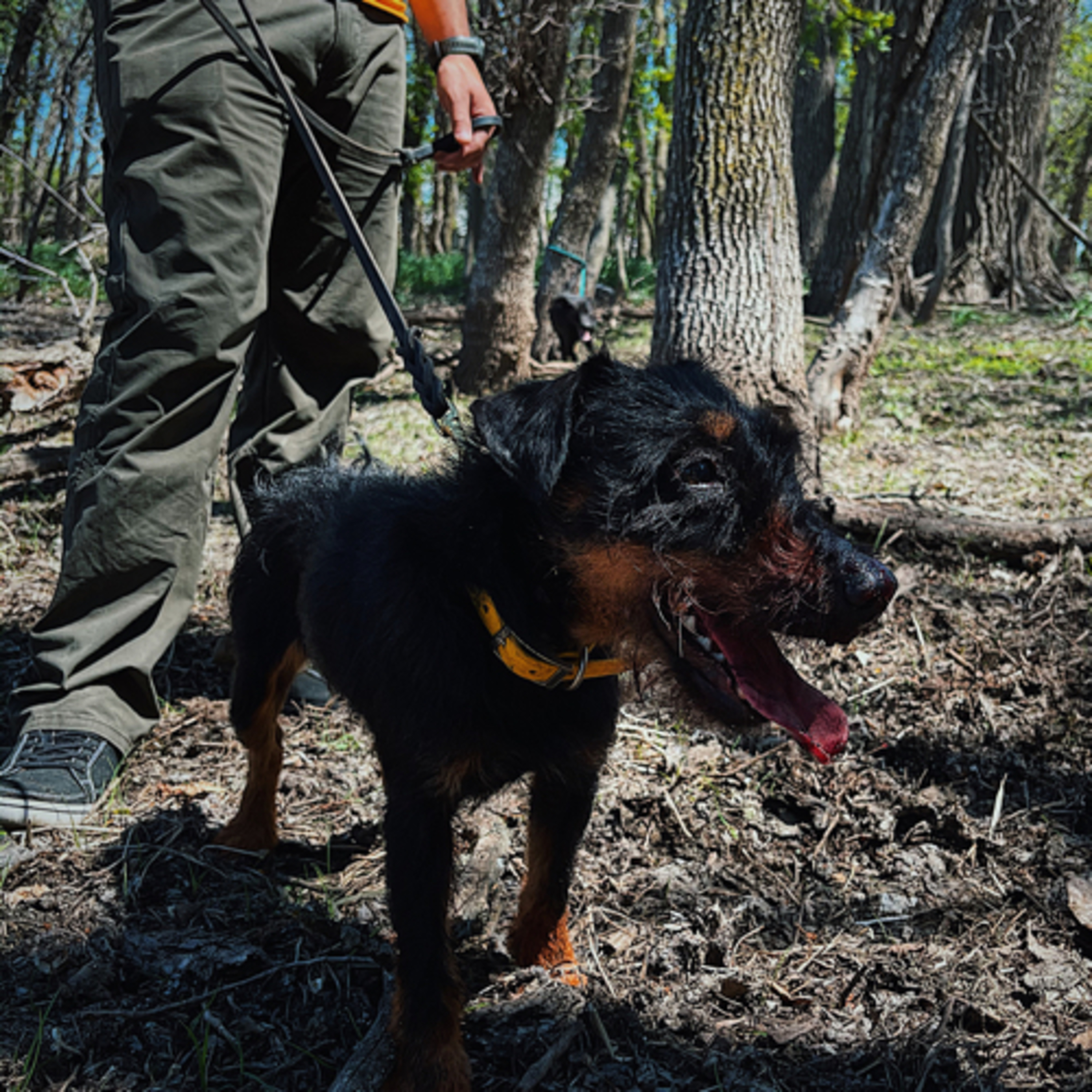 In The Woods With Dogs Podcast