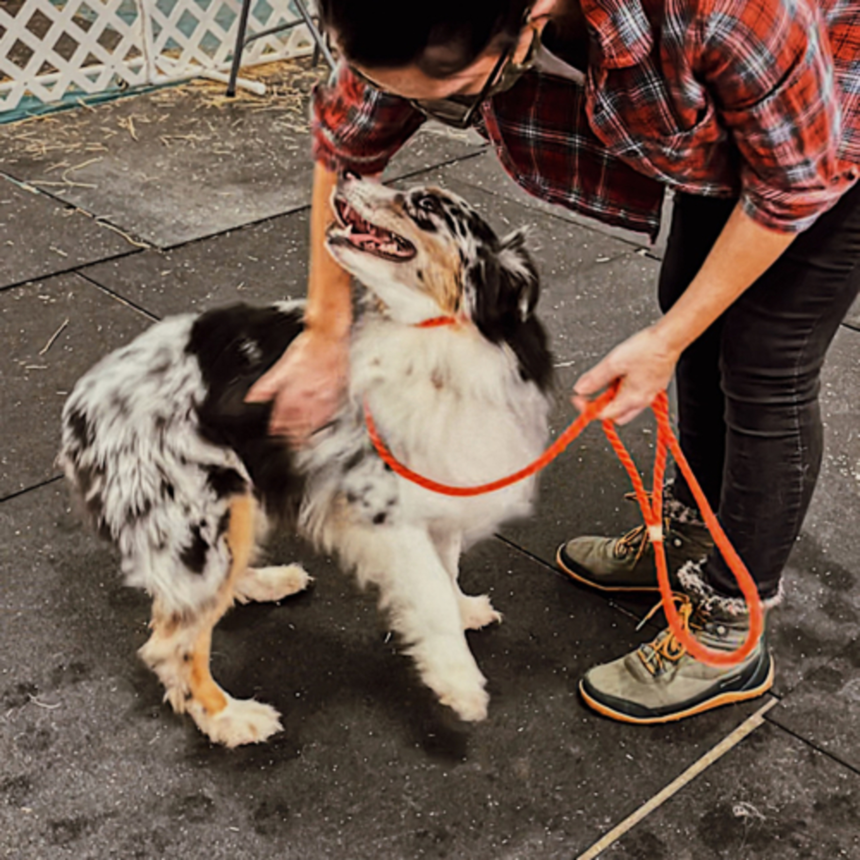 In The Woods With Dogs Podcast