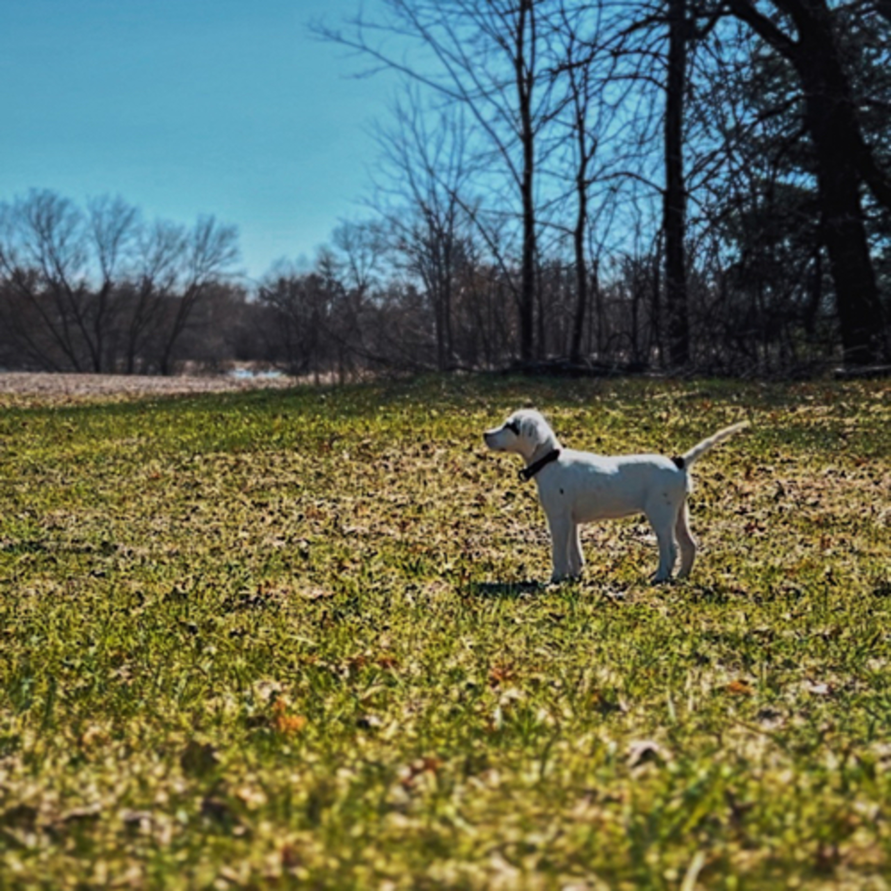 In The Woods With Dogs Podcast