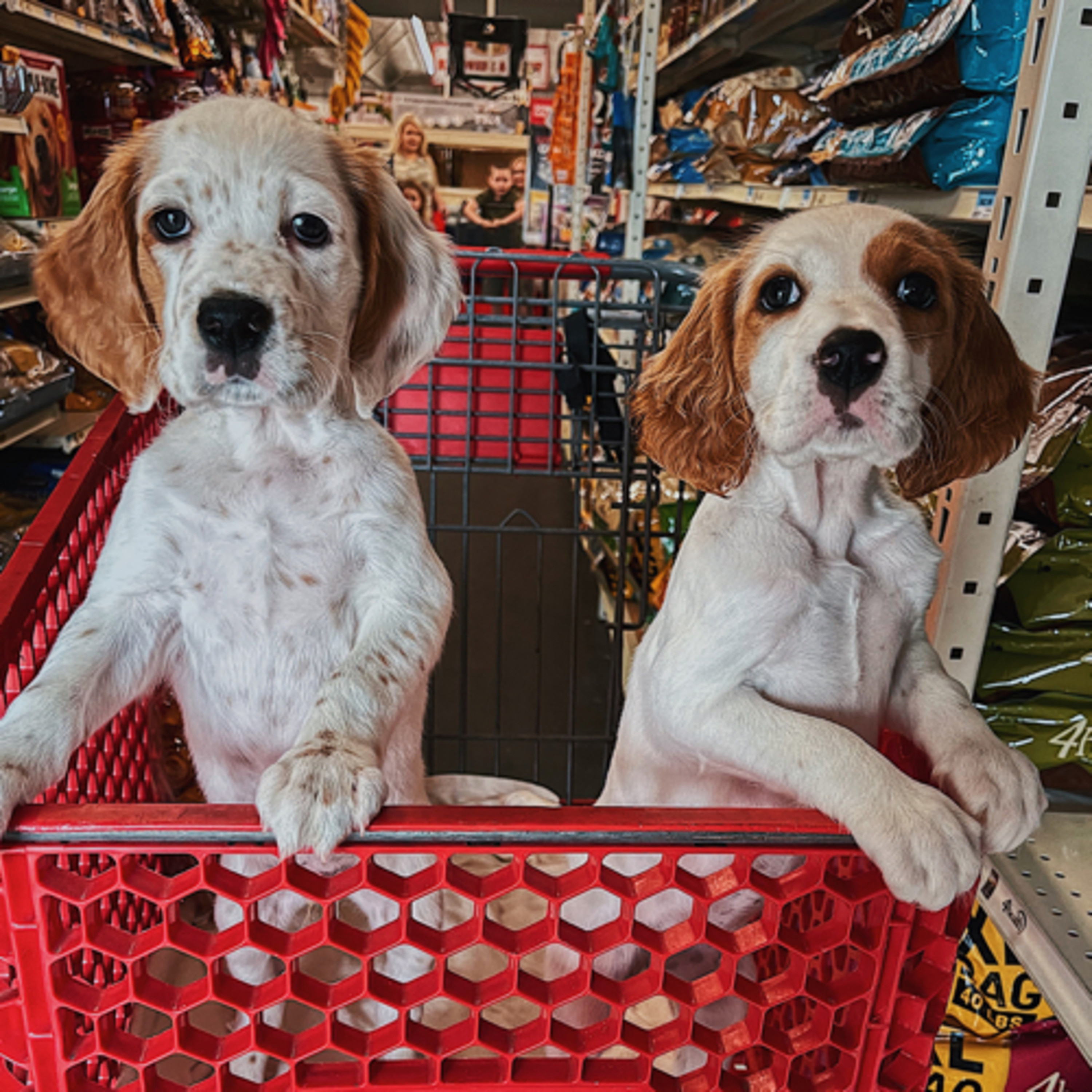 In The Woods With Dogs Podcast