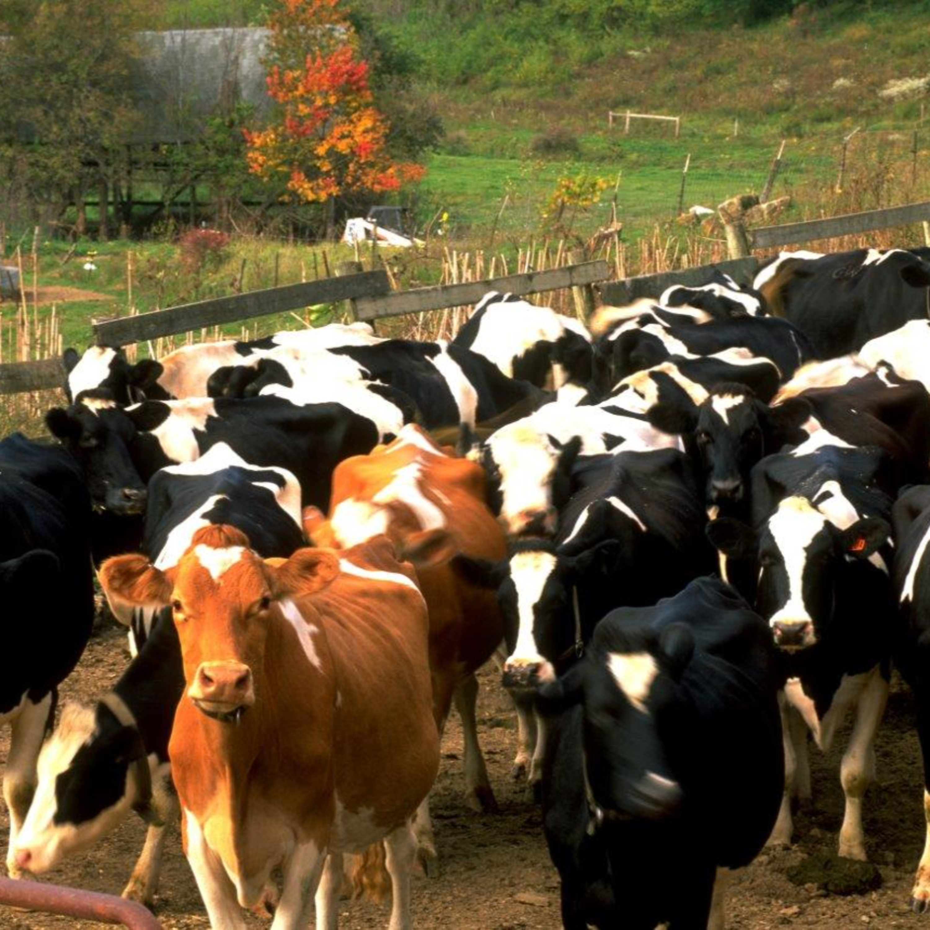 Acontecer Agropecuario