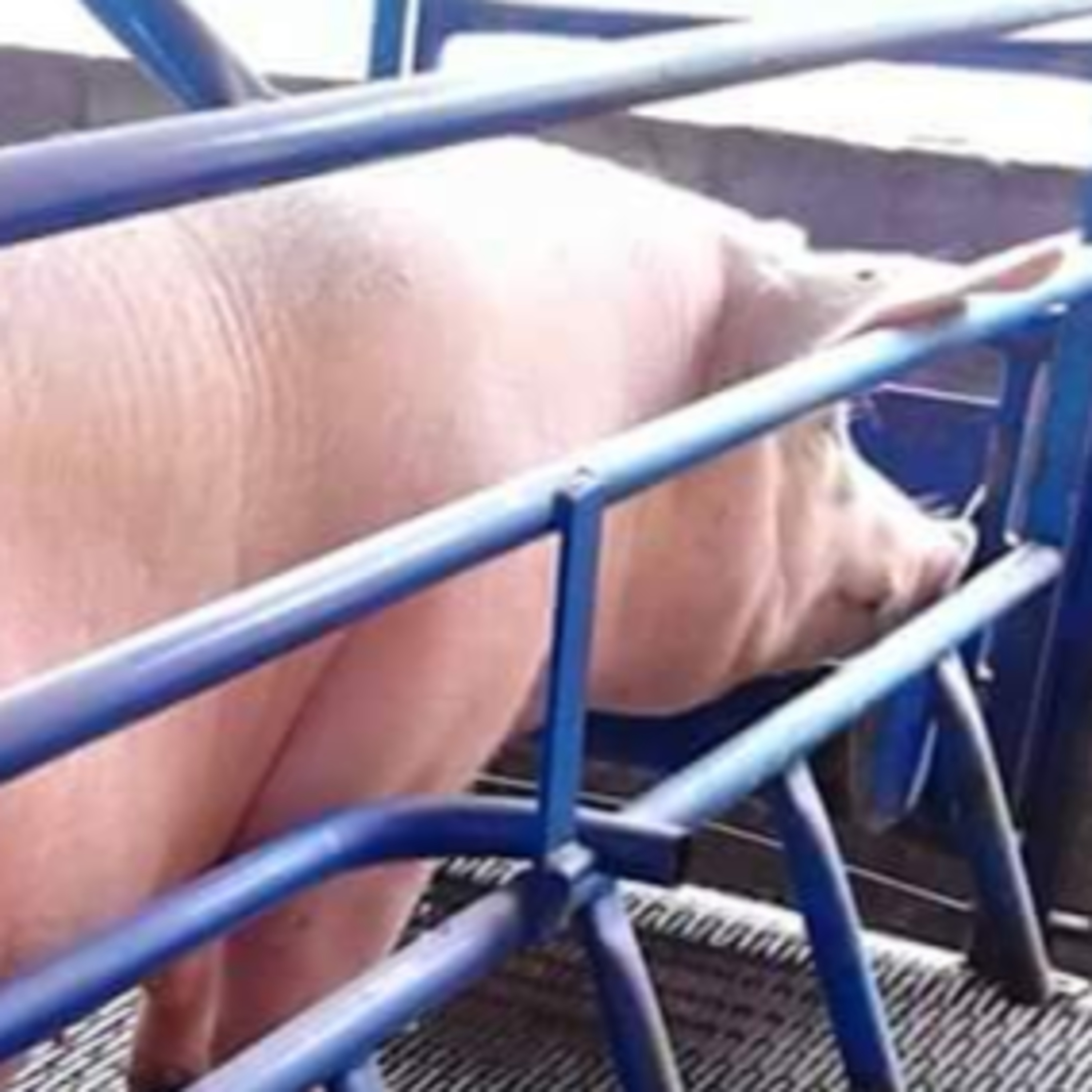 Acontecer Agropecuario