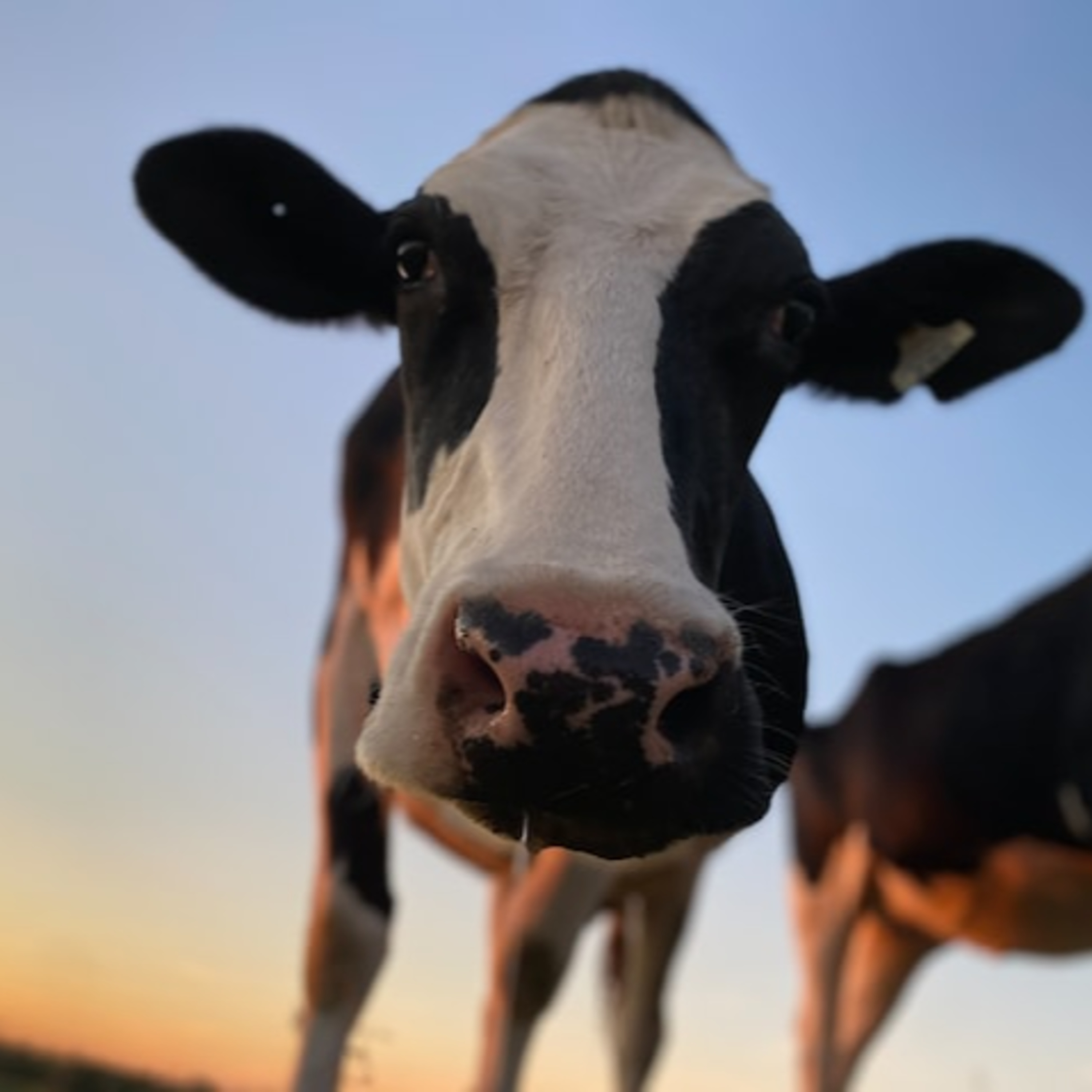 Acontecer Agropecuario