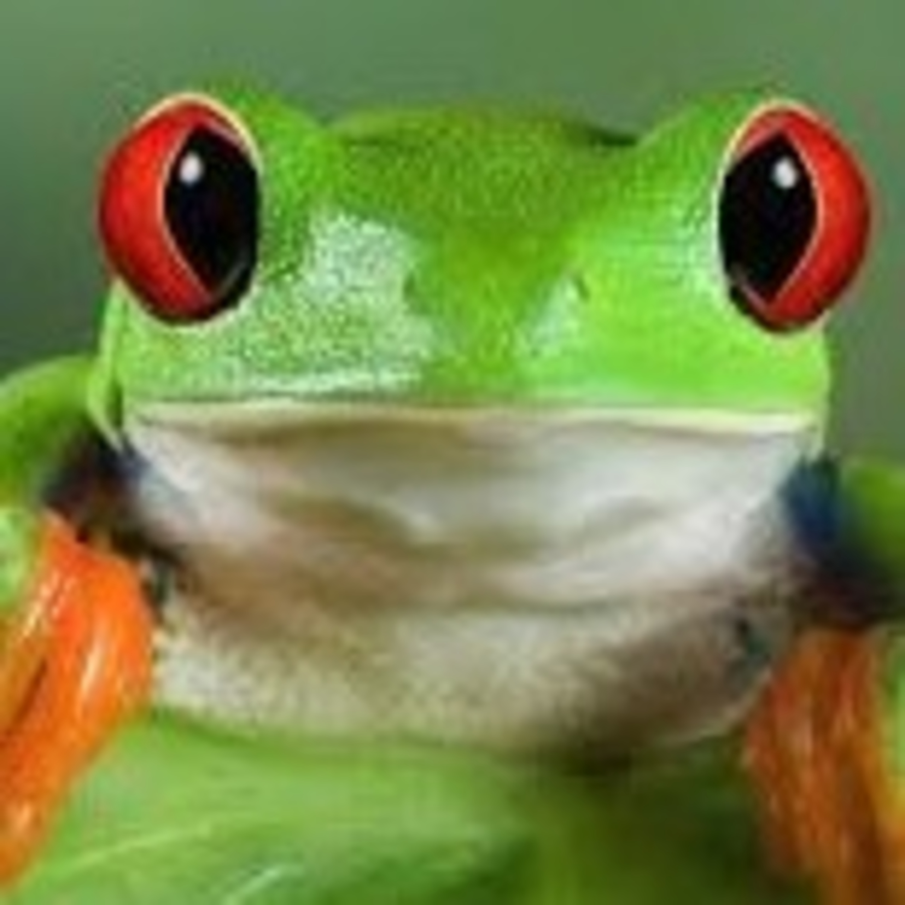 Podcast sobre Anfíbios 