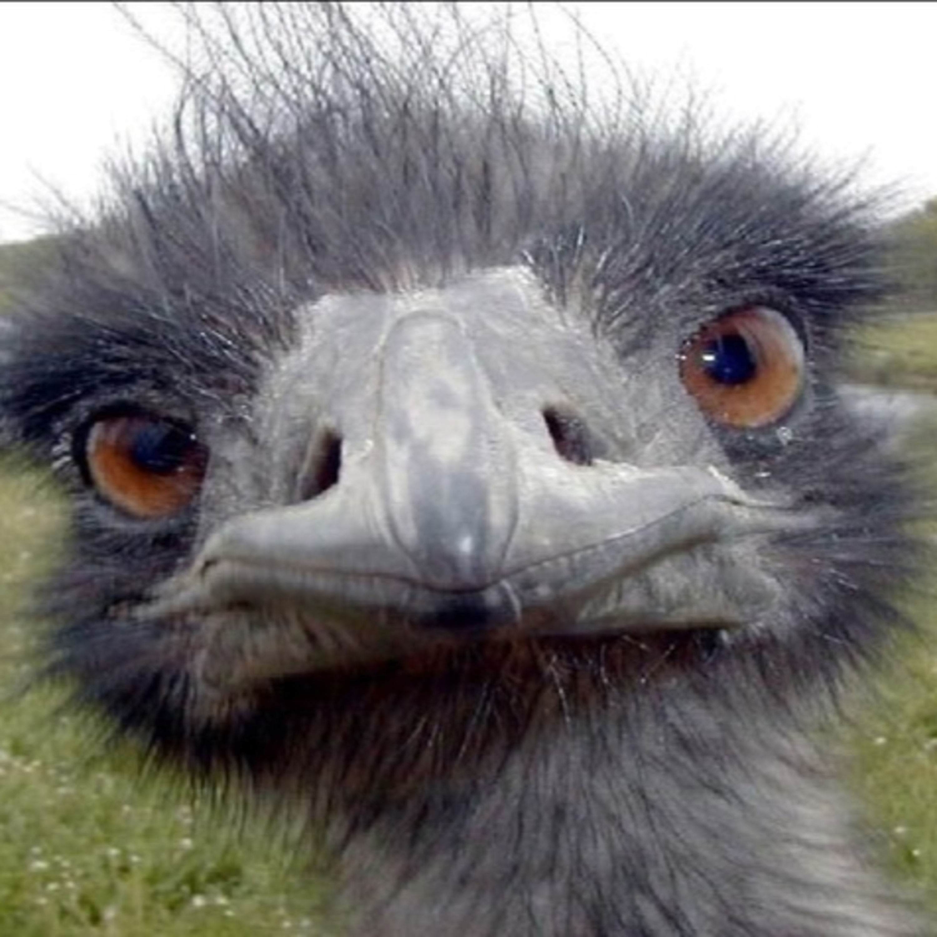 Ostriches Are Scary episode artwork