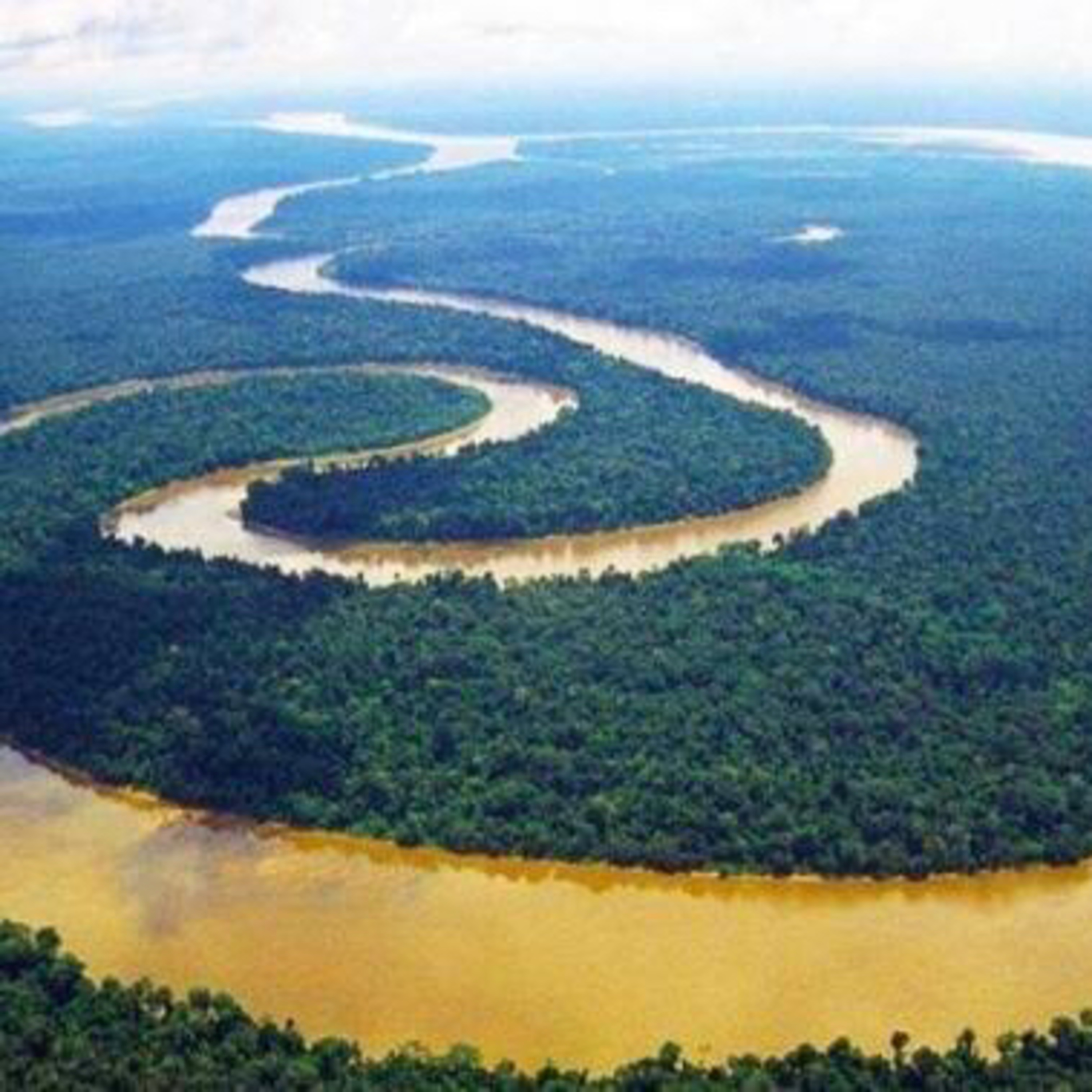 A importância da Floresta Amazônica. 