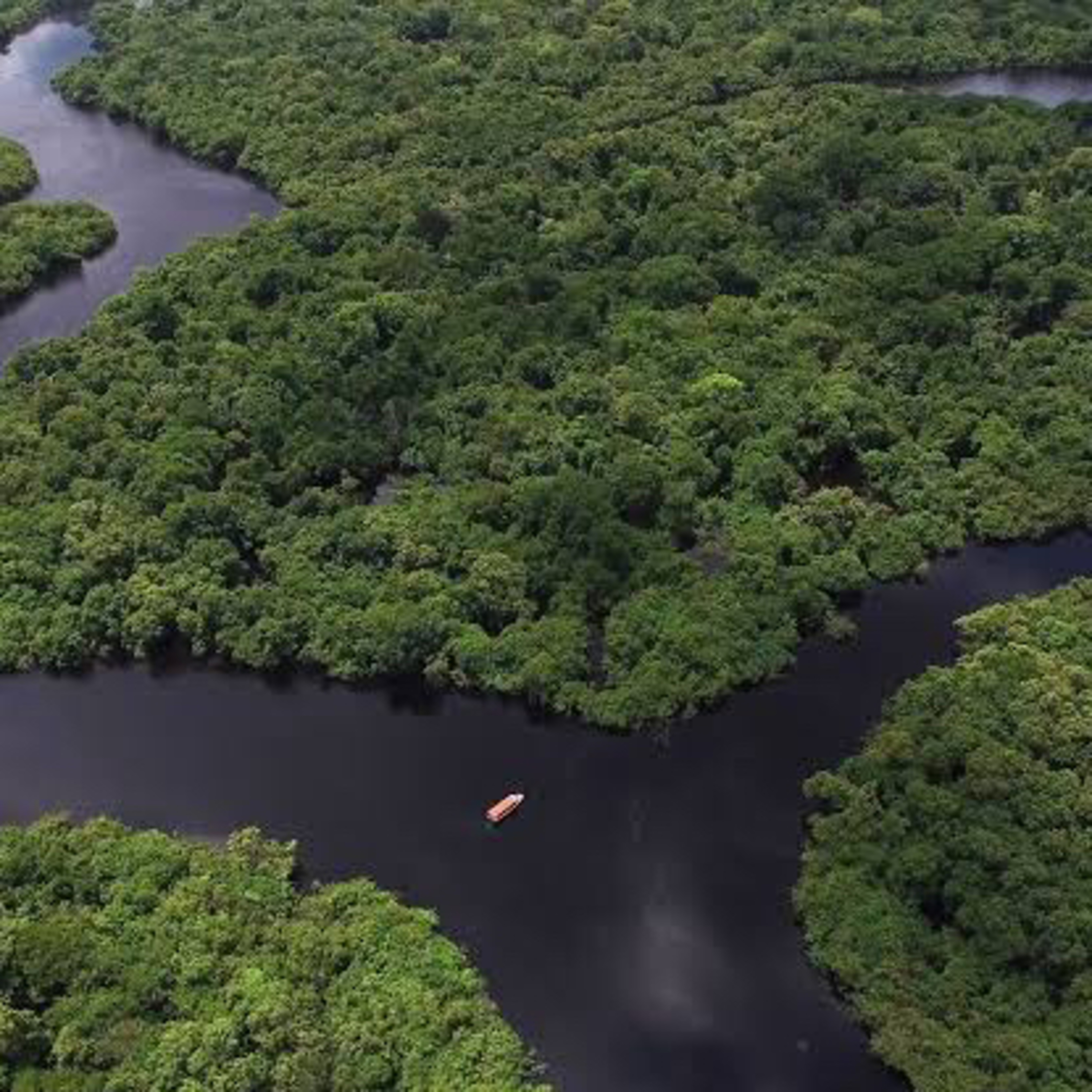 A floresta amazônica e suas funções. 