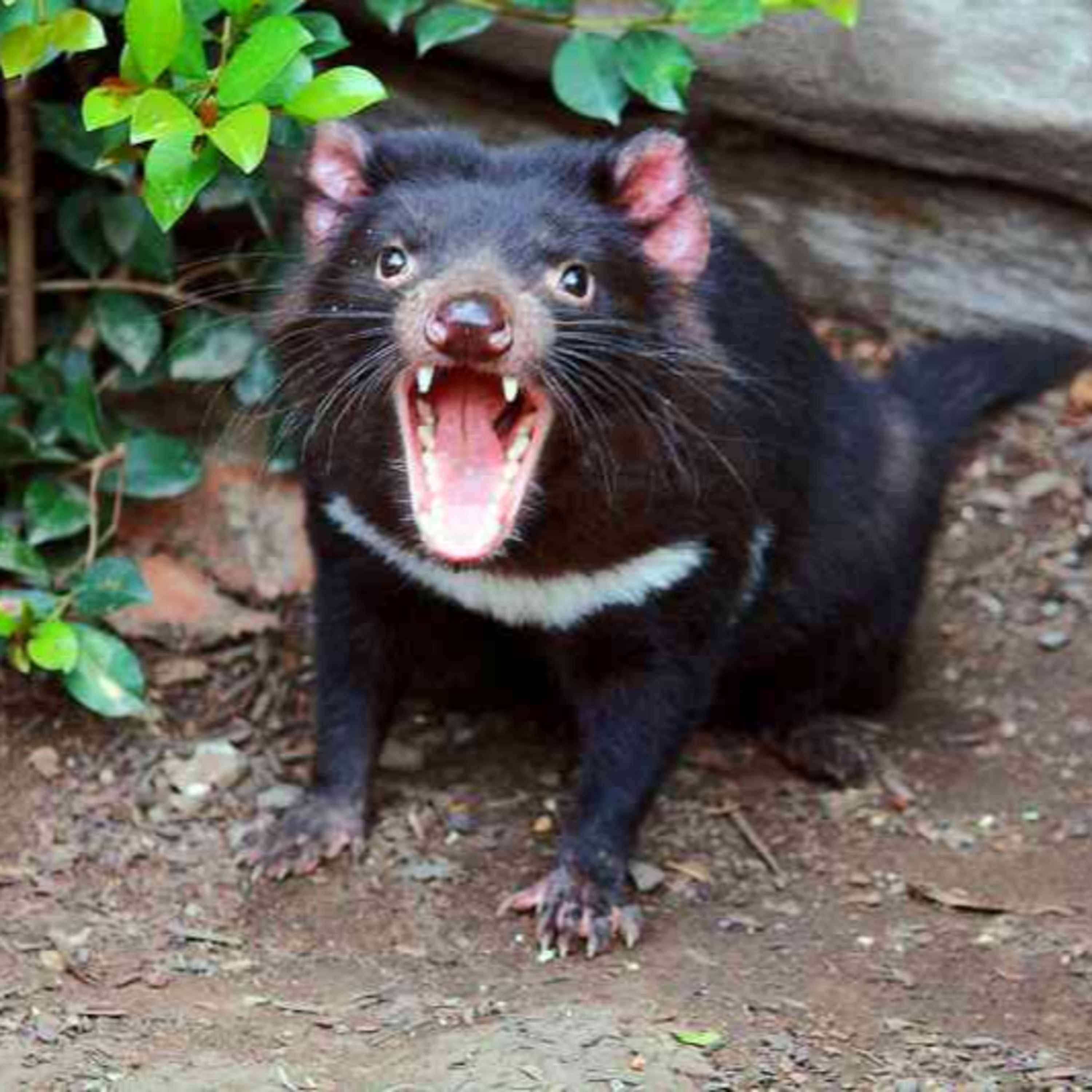 Tasmanian devils podcast episode artwork
