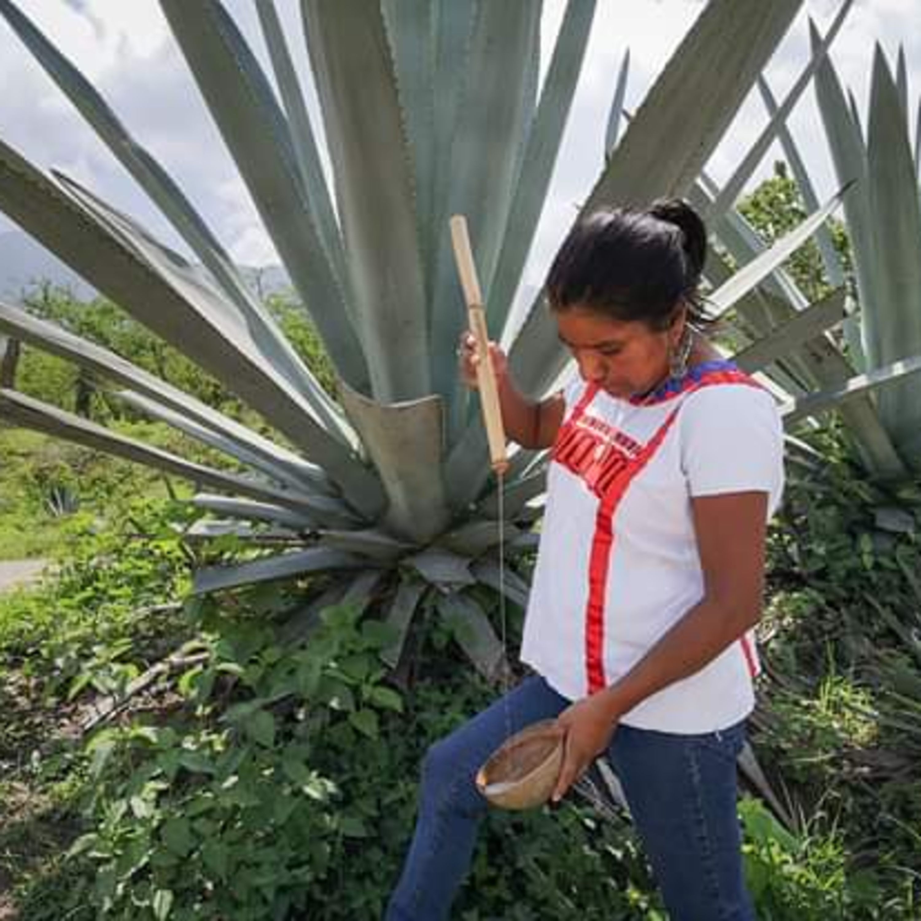 Agaveculture. The Agave and sotol lessons and Mexican gastronomy. A+ work © Ana G. Valenzuela-Zapata