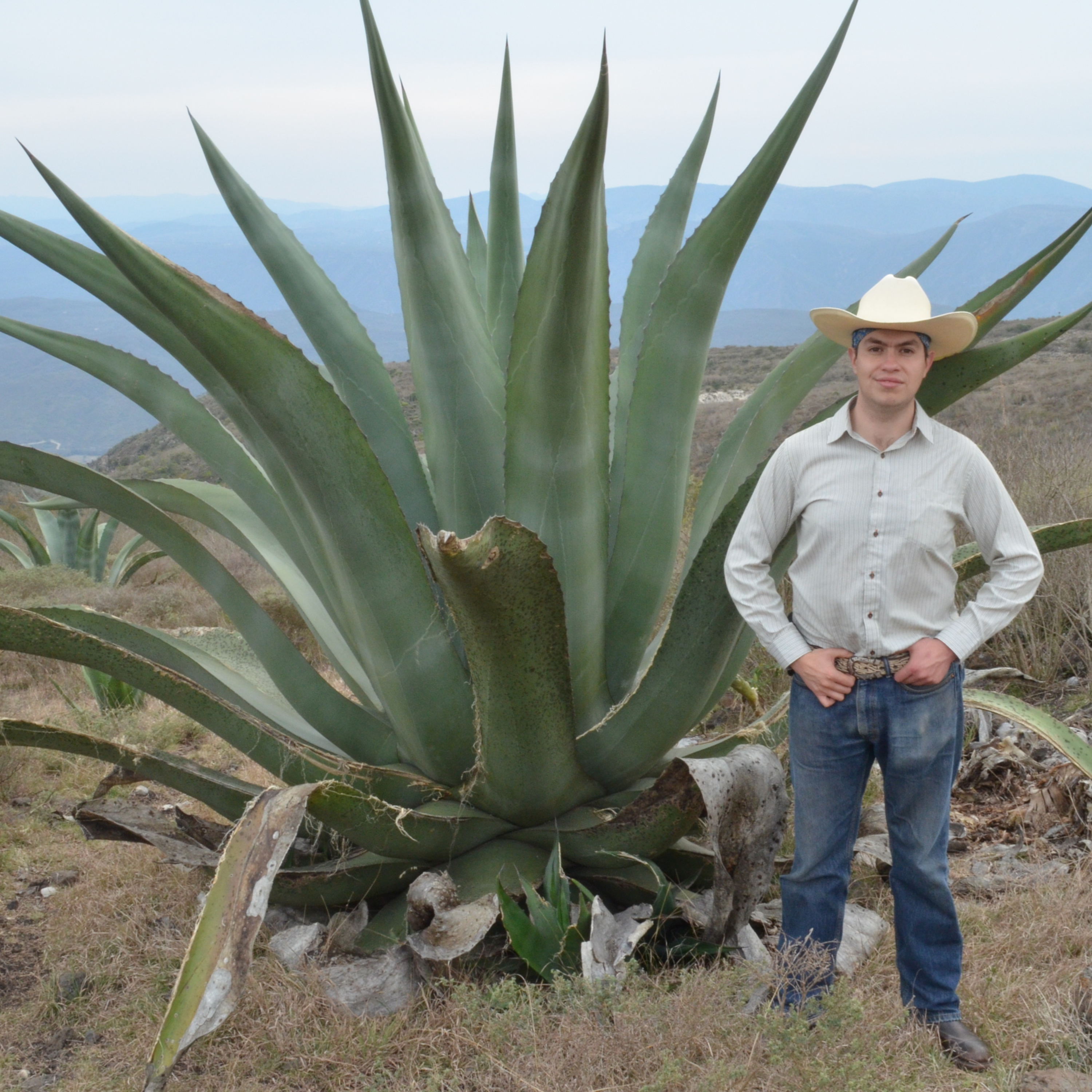 Agaveculture. The Agave and sotol lessons and Mexican gastronomy. A+ work © Ana G. Valenzuela-Zapata