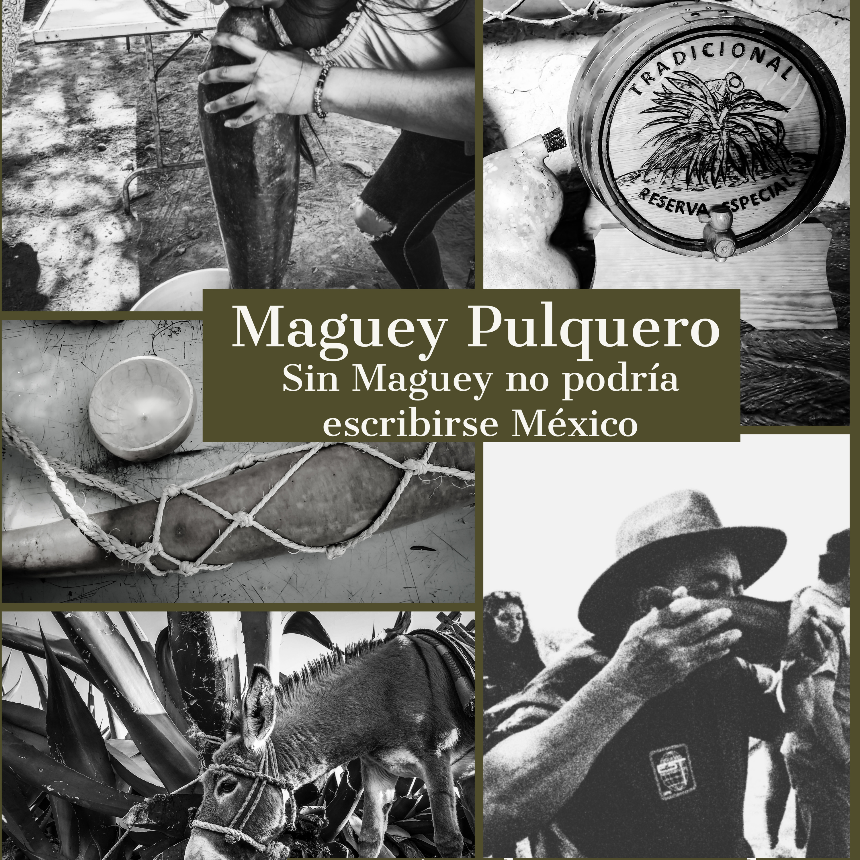 Agaveculture. The Agave and sotol lessons and Mexican gastronomy. A+ work © Ana G. Valenzuela-Zapata