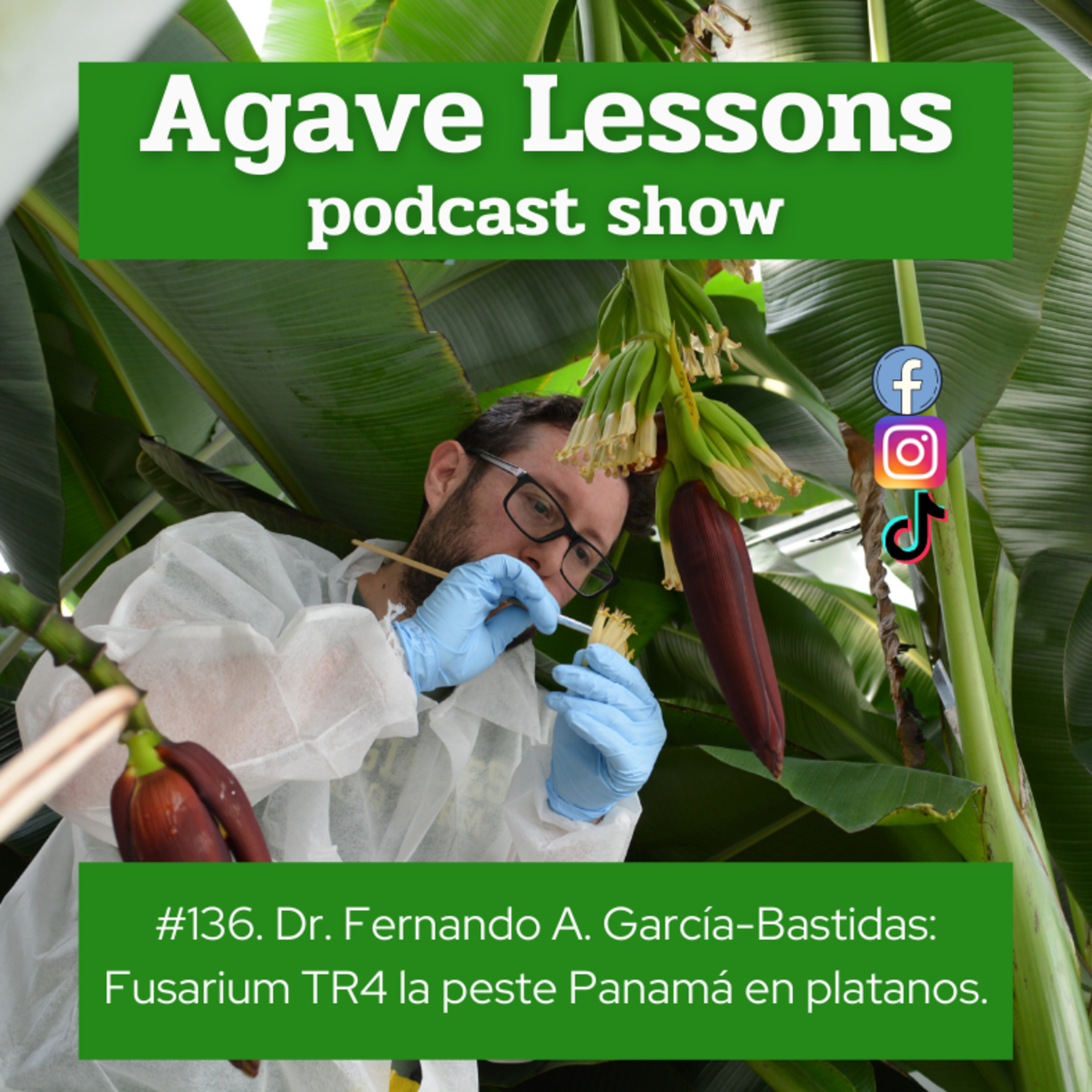 Agaveculture. The Agave and sotol lessons and Mexican gastronomy. A+ work © Ana G. Valenzuela-Zapata