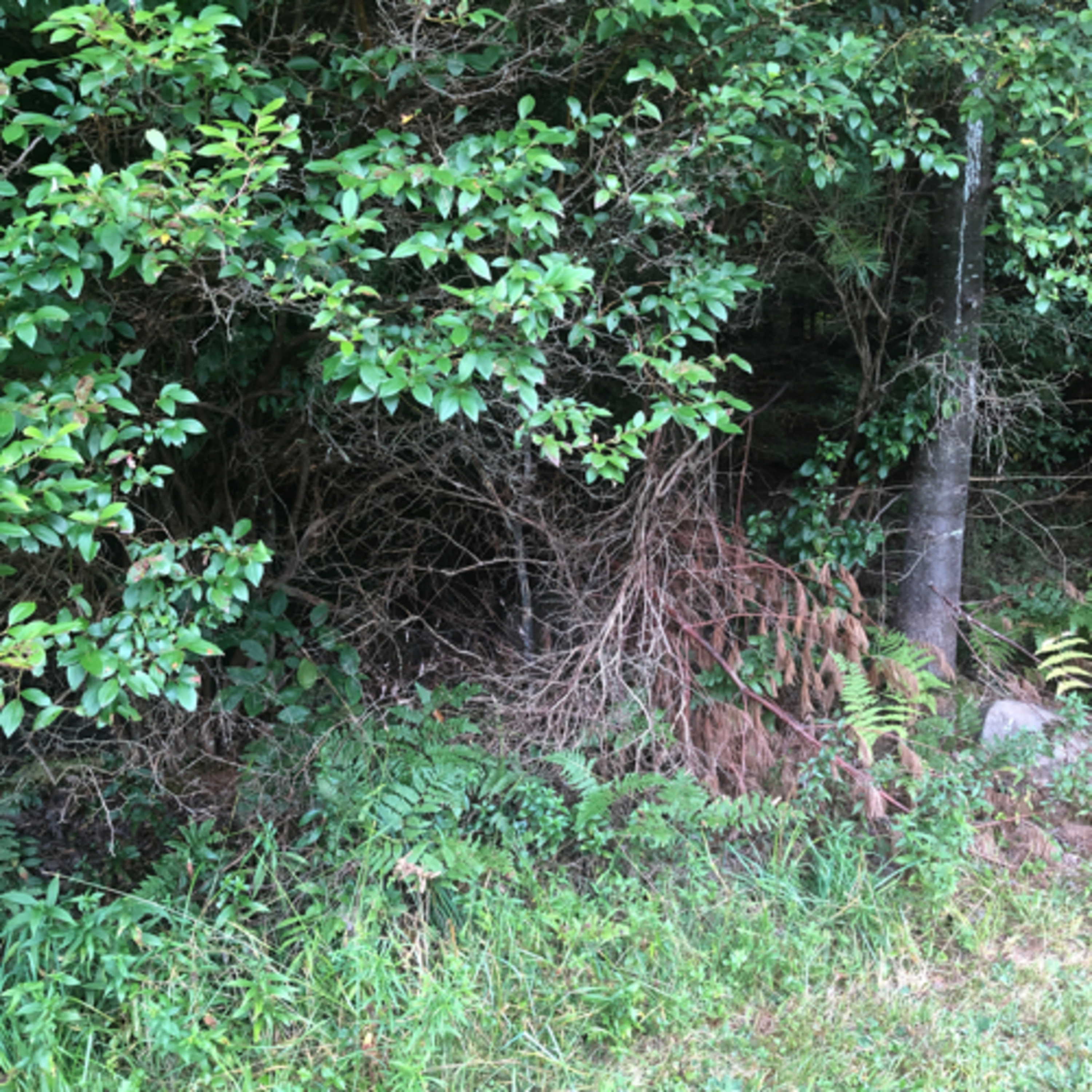 Justin Finkelstein Talks