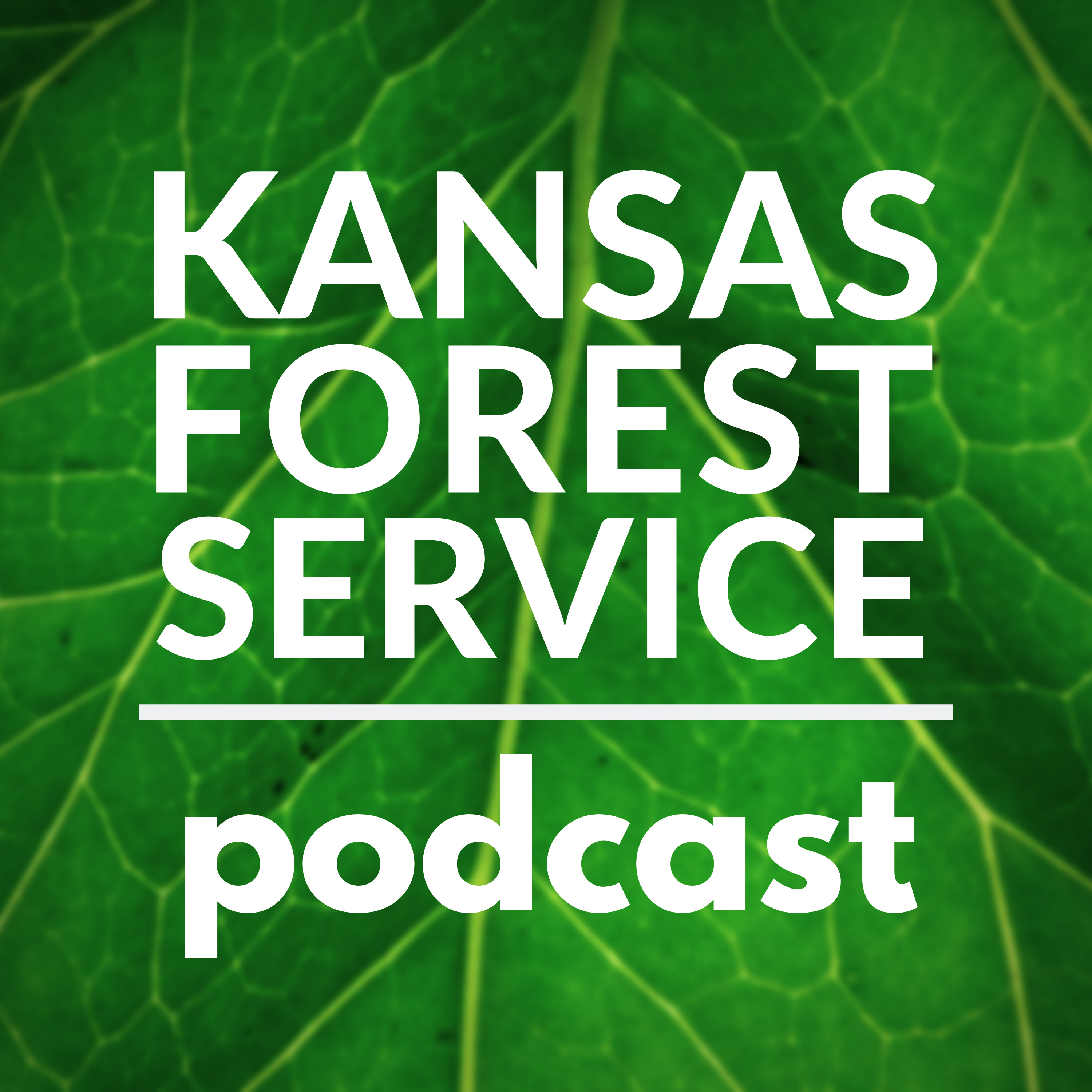 Kansas Canopy