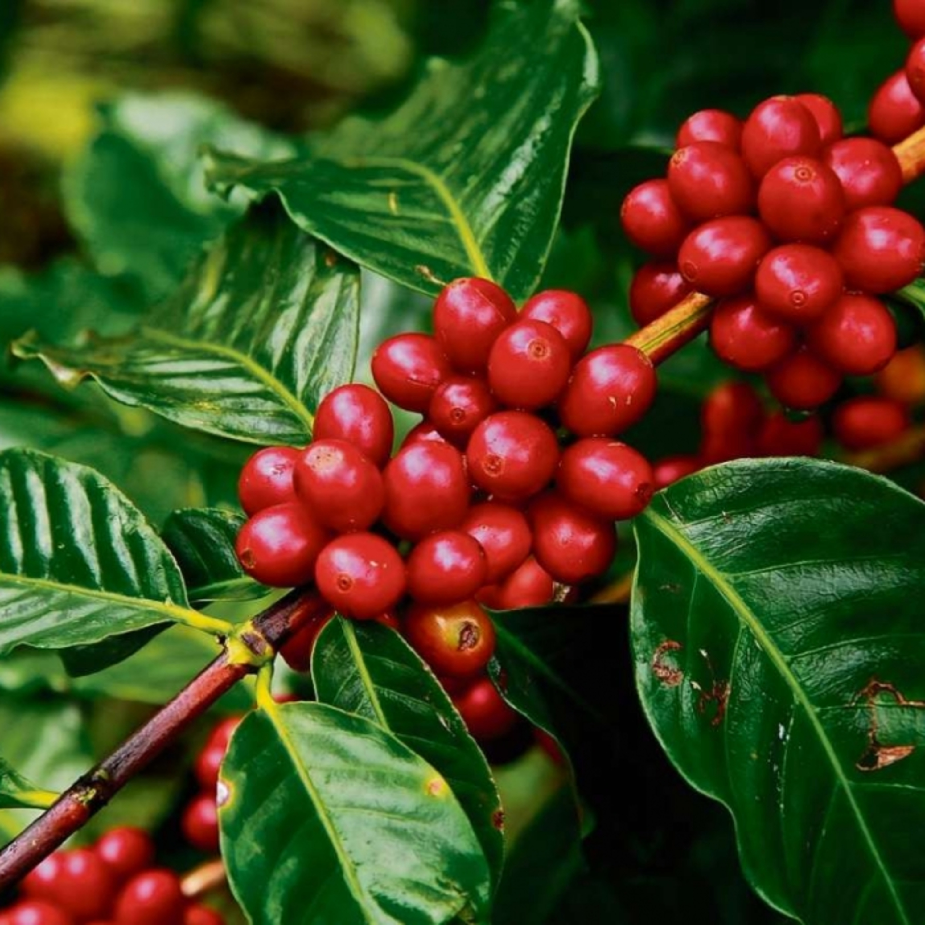Conheça o projeto que forma cafeicultores no campo da inovação no ES