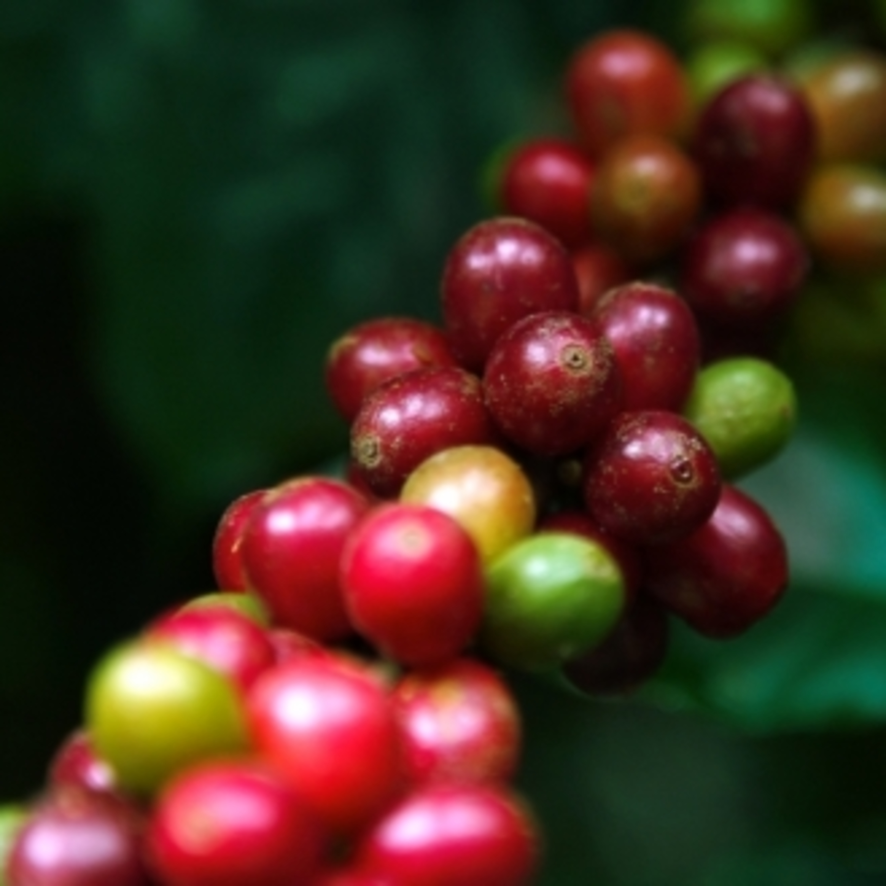Capixabas criam plataforma baseada no barter para comercializar café