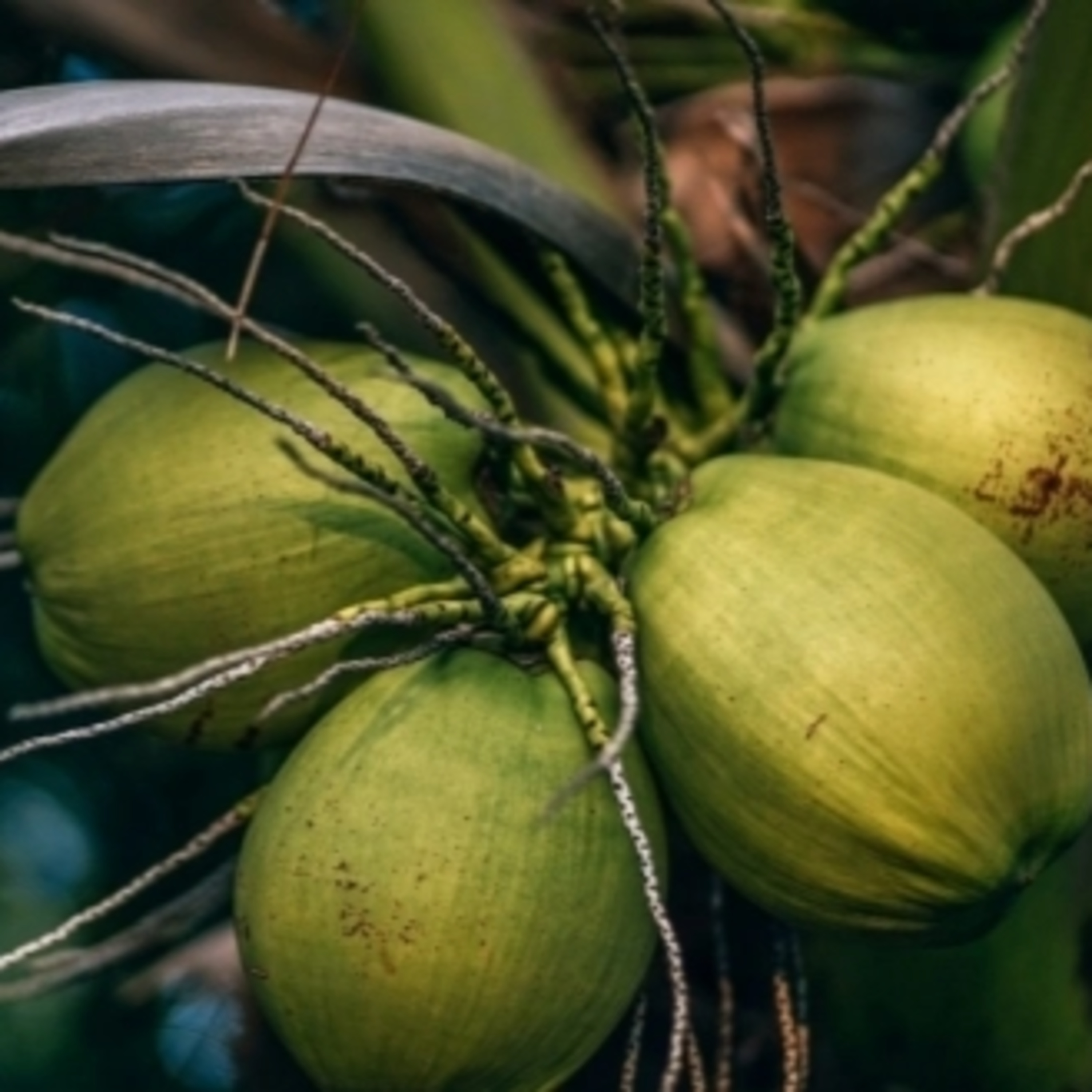 Processo que transforma casca de coco em etanol tem patente capixaba