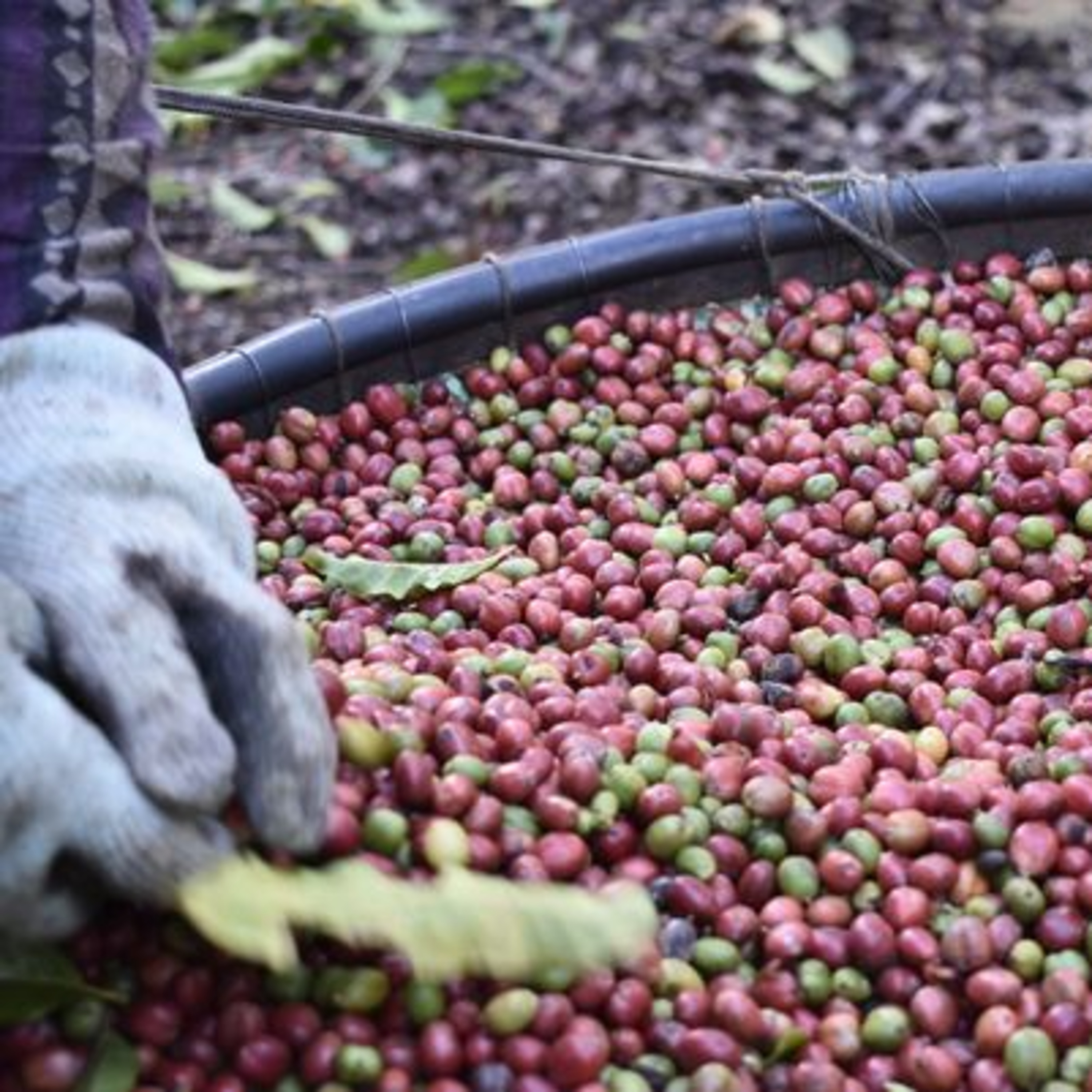 Do grão à xícara: plataforma capixaba rastreia a produção de café