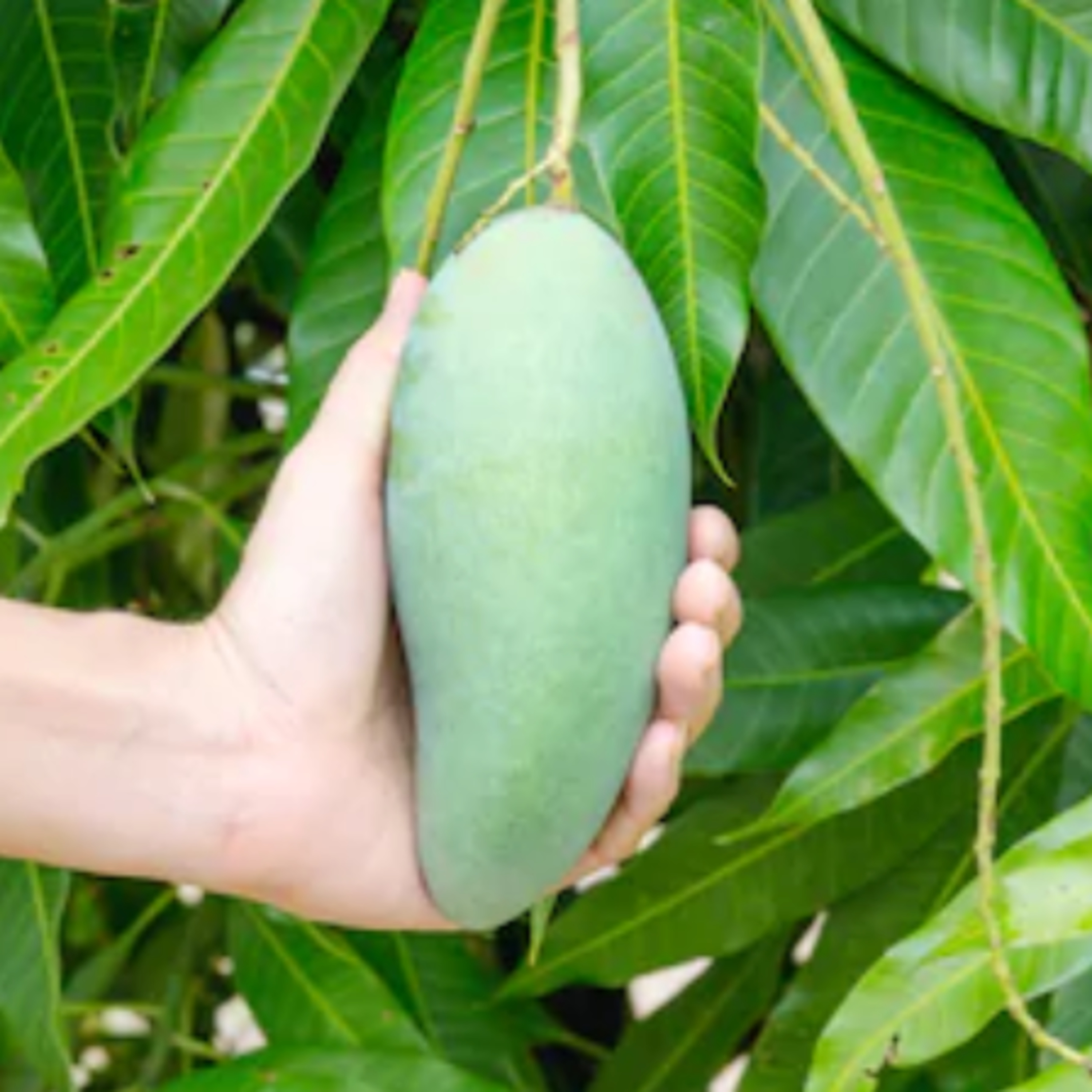 PODTIK MANGGA