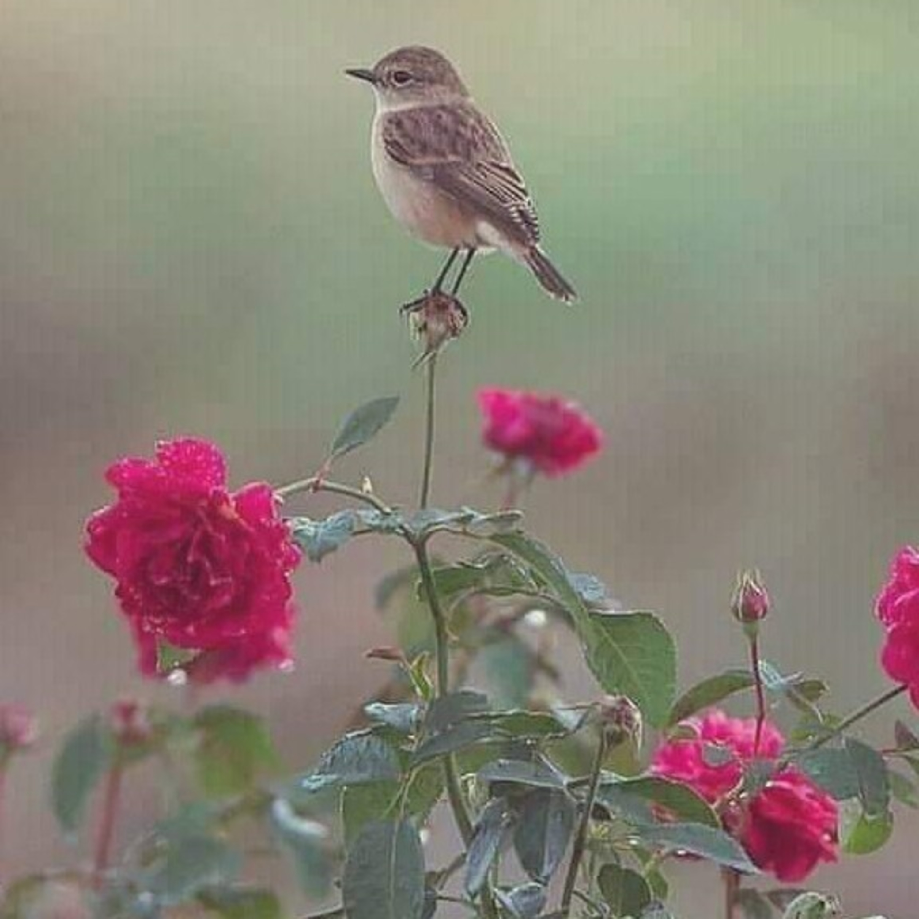 Sharma Ji Chhattisgarhiya