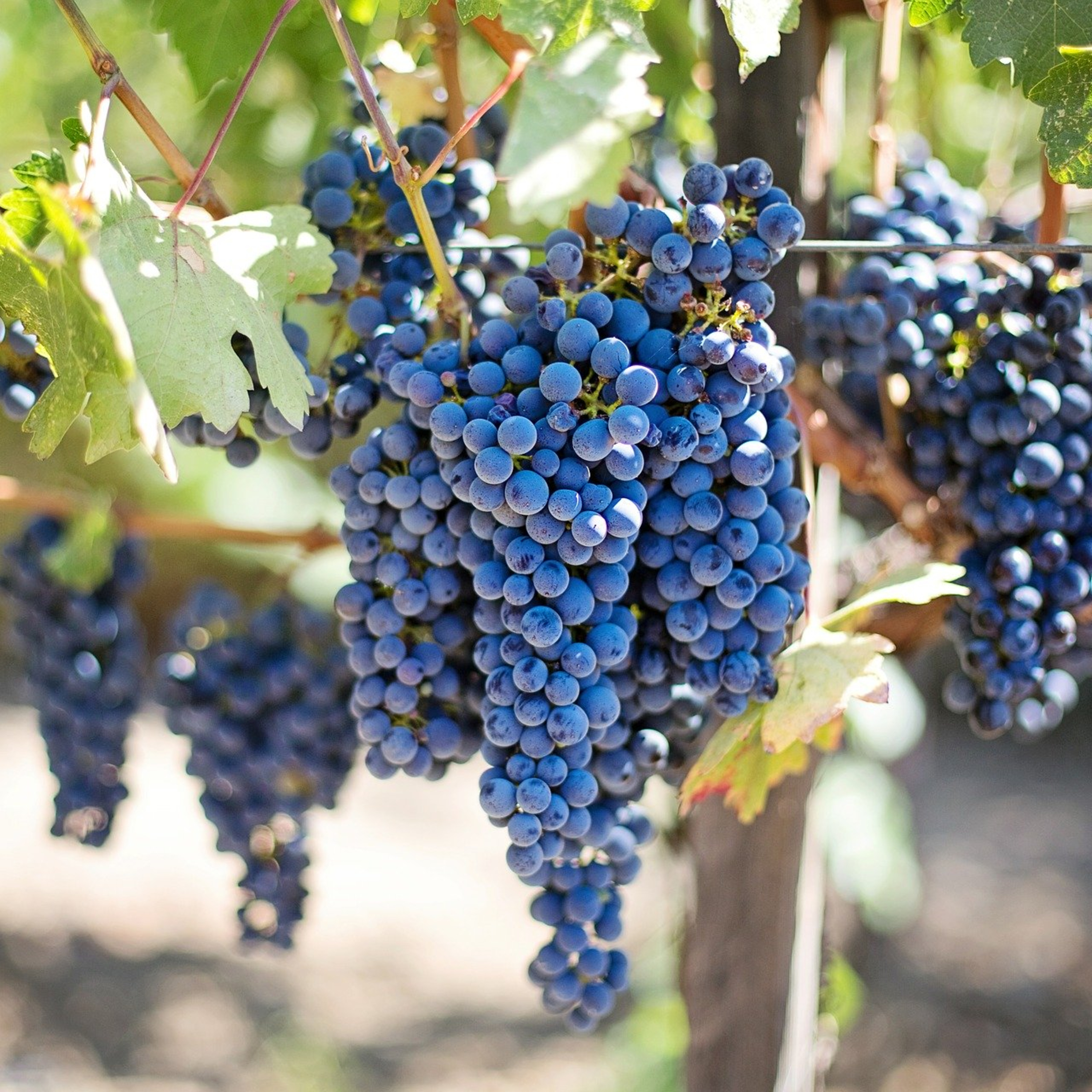 Volta ao Mundo do Vinho: Confira detalhes da estreia do novo quadro
