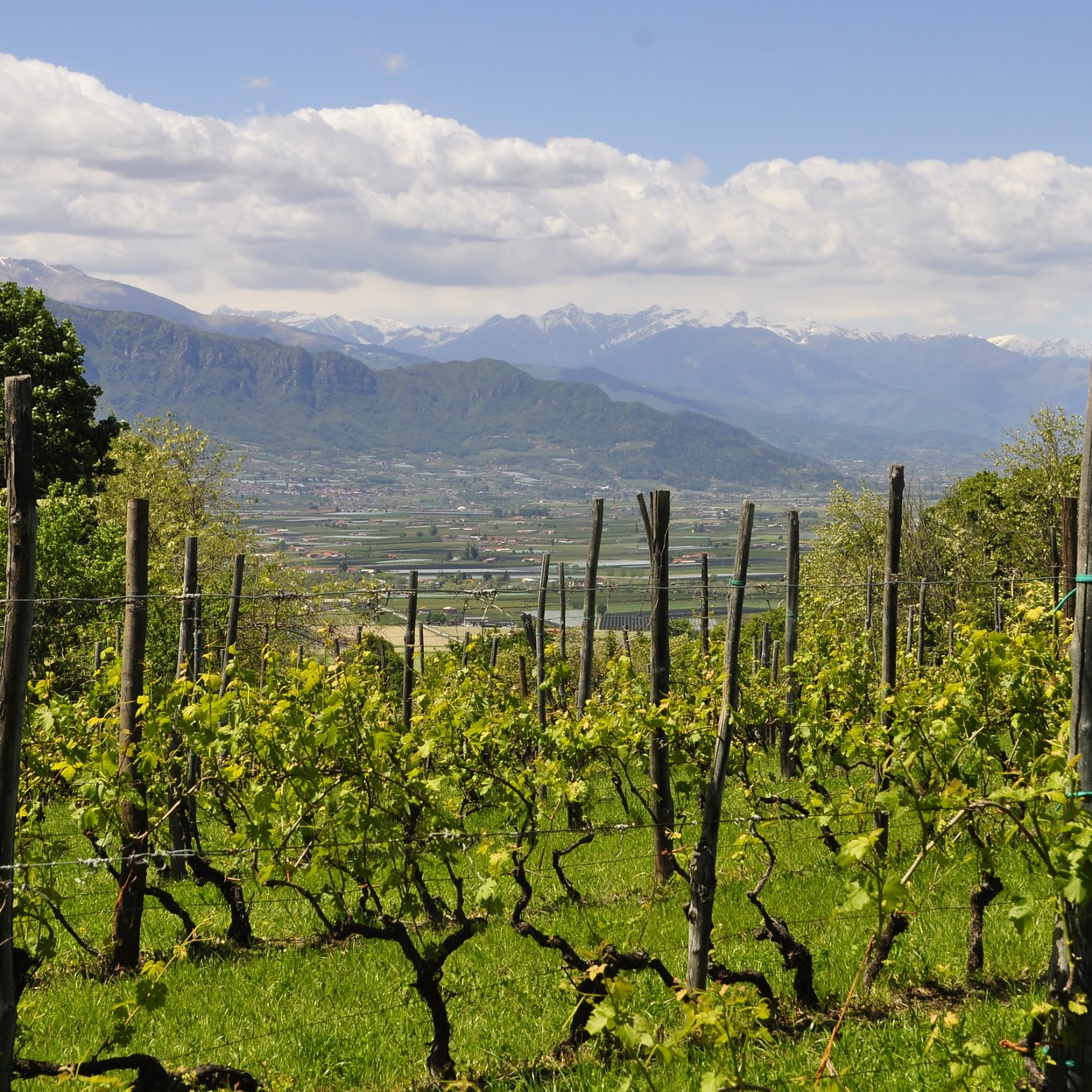 Volta ao Mundo do Vinho: Piemonte é lar de vinhos lendários