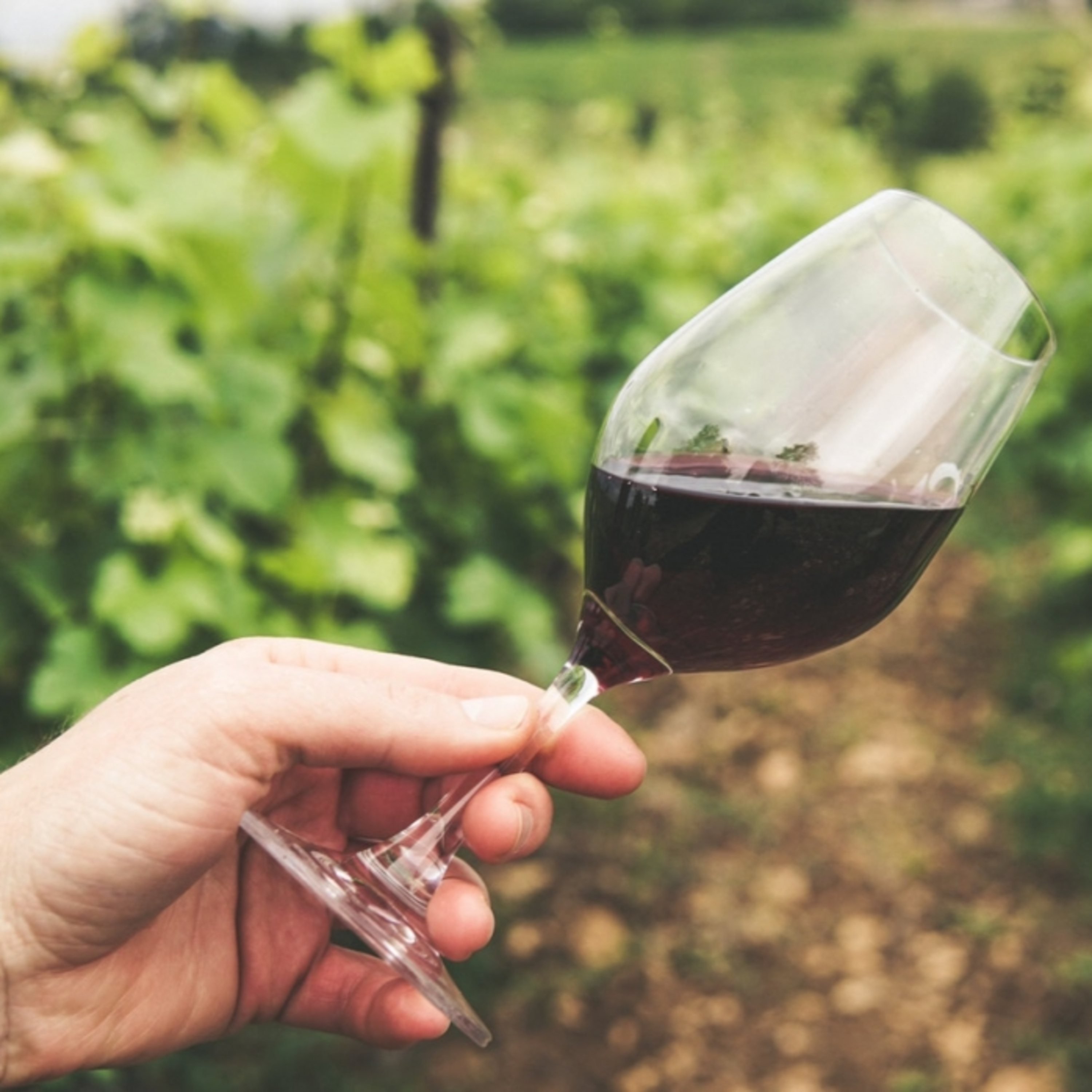 Conheça todos os segredos dos vinhos da uva