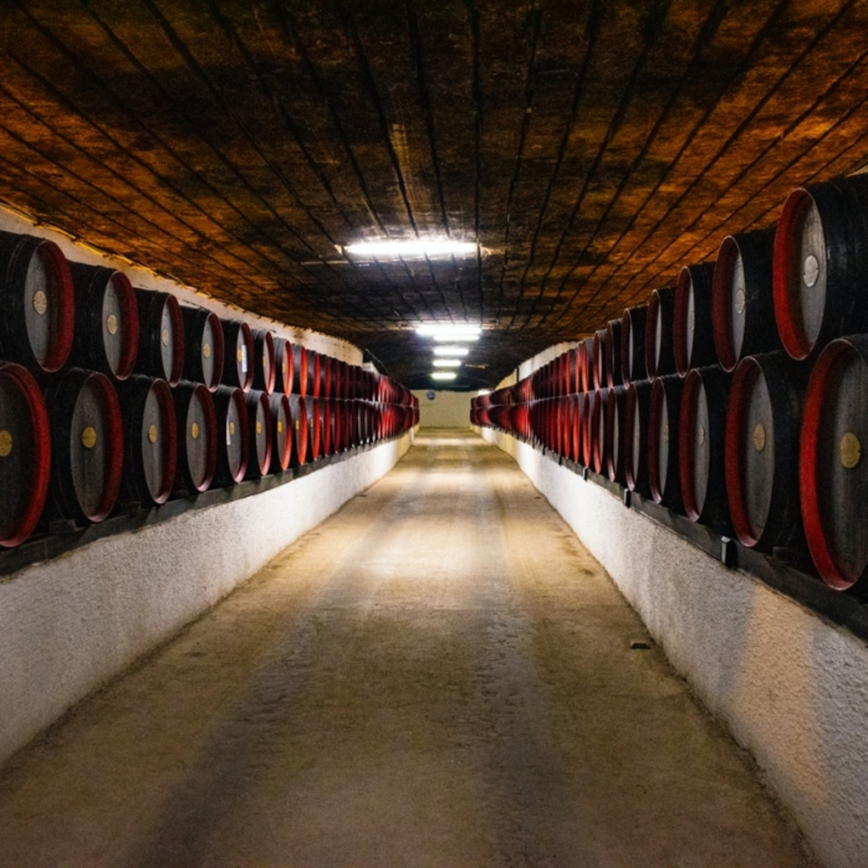 Vinhos de guarda: descubra o que são e quais os segredos da bebida