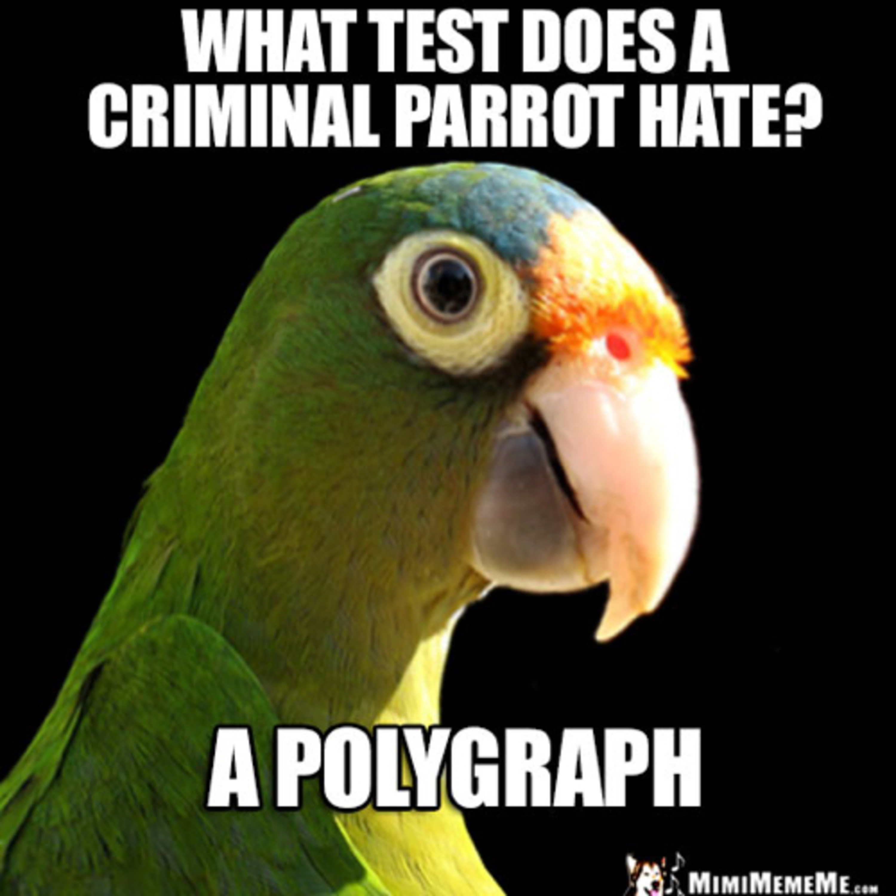 190. Devarim - A Parrot & A Lie Detector Test As Evidence in Court episode artwork
