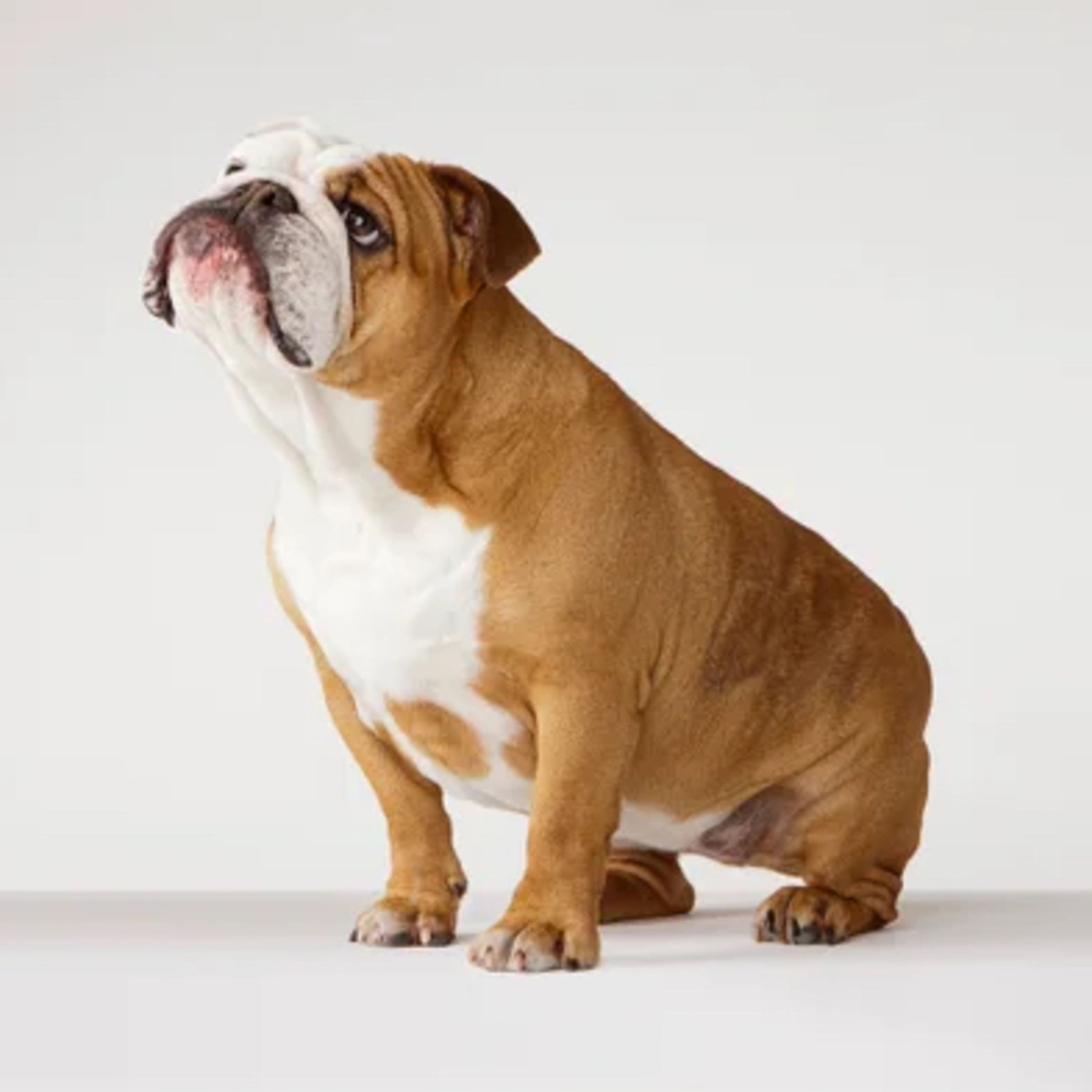 247. Mishpatim Gur Aryeh - Dogs and Rewards  episode artwork