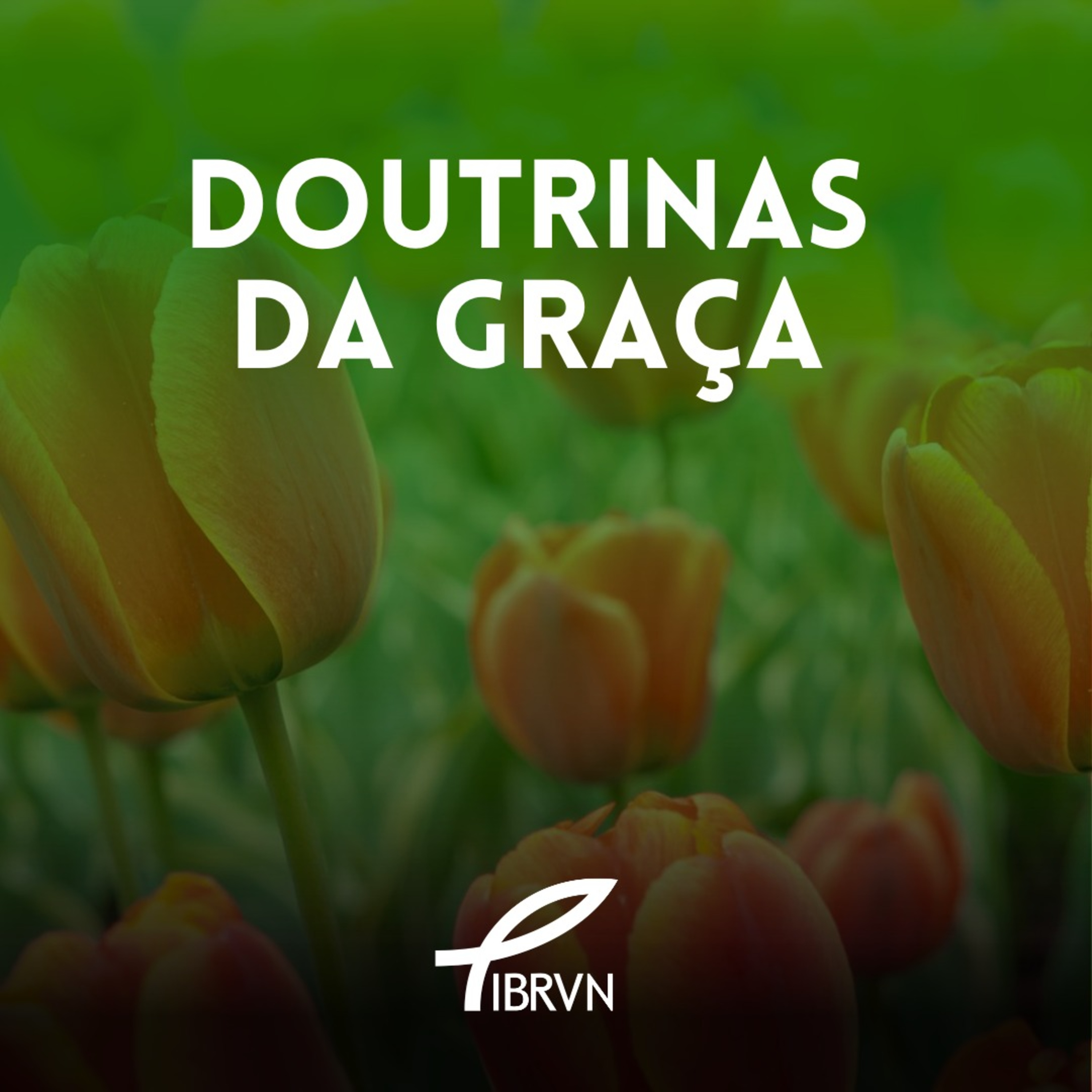 Igreja Batista Reformada Vida Nova