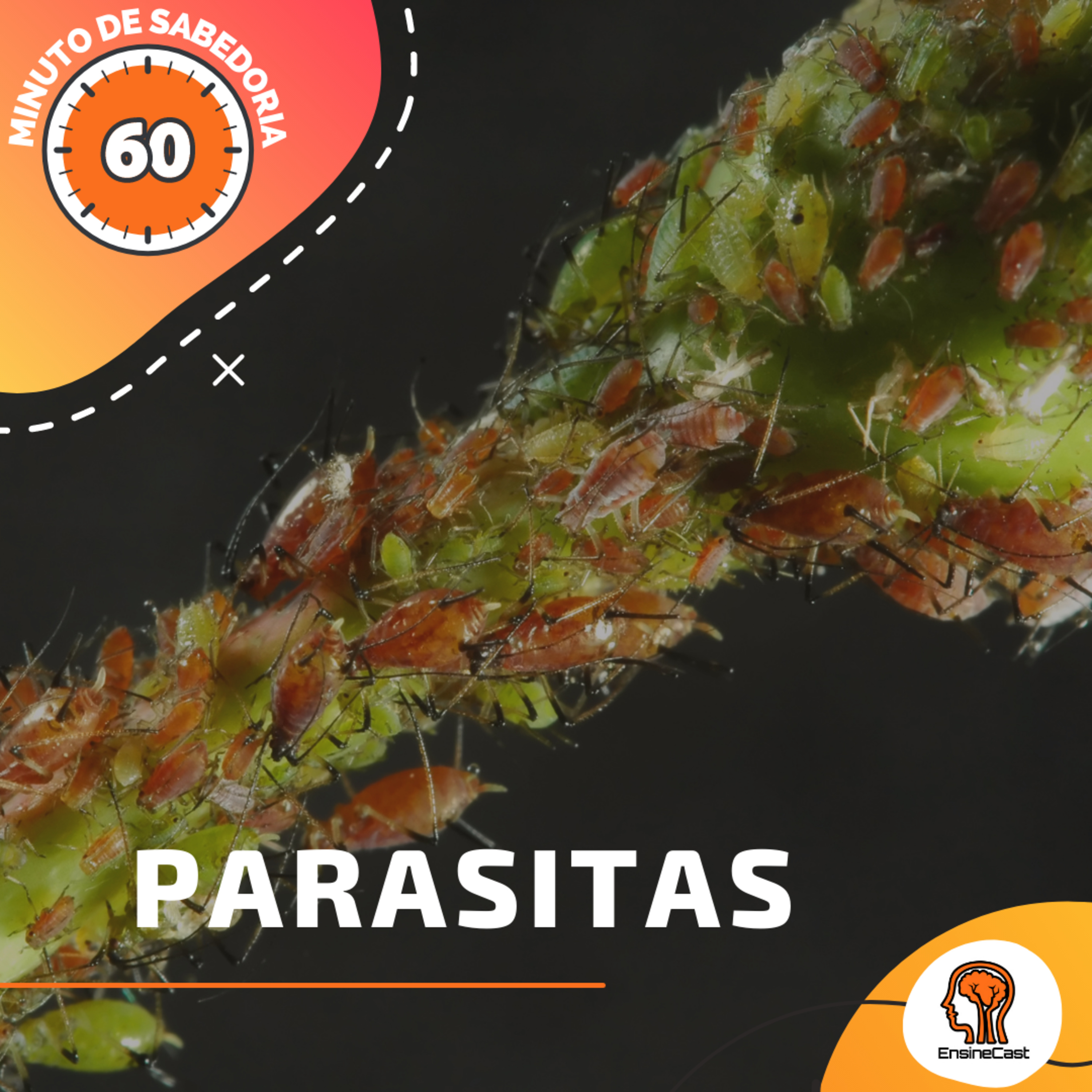 Parasitas - Minuto de sabedoria #14