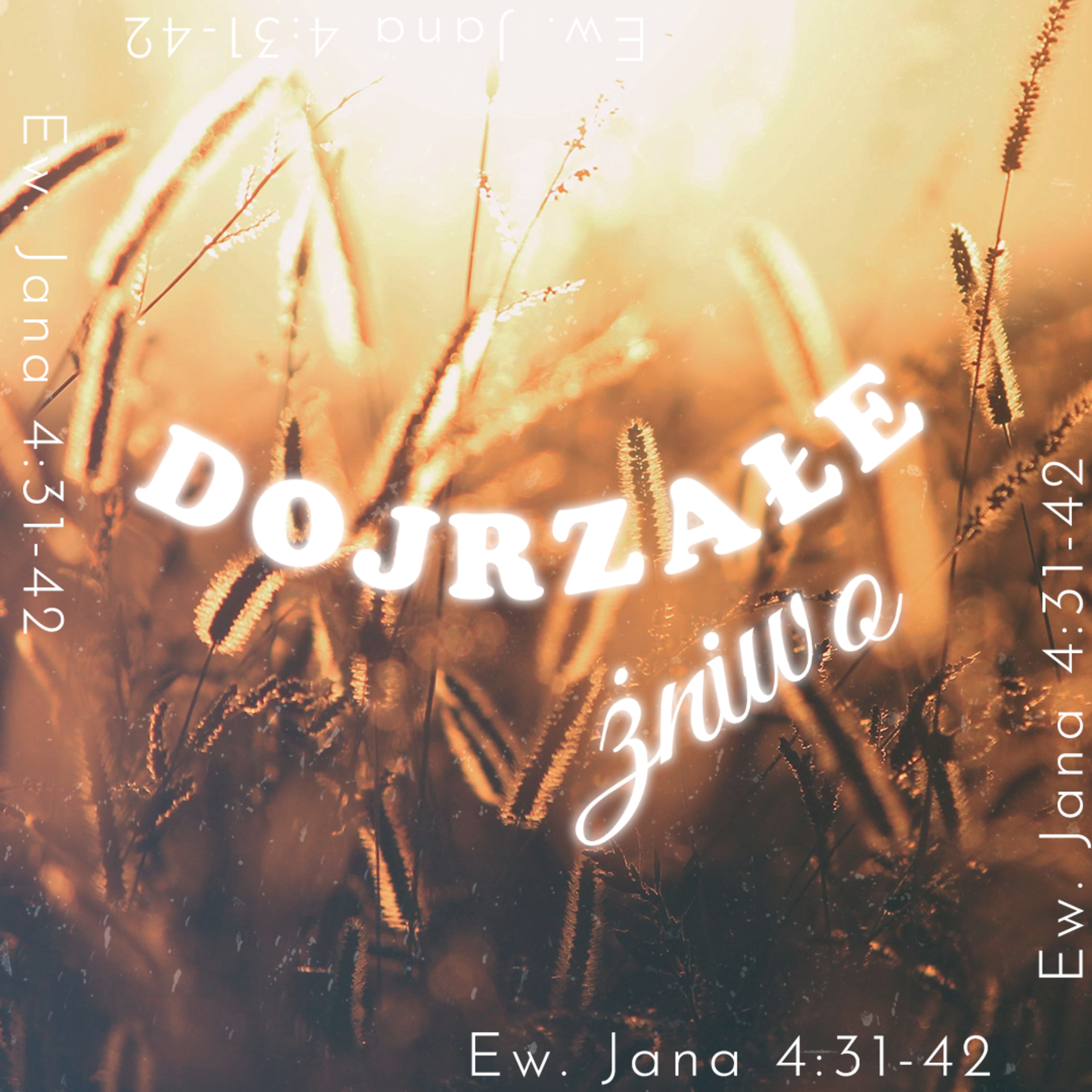 ▶ "Dojrzałe żniwo" ▷ Tymoteusz Mysakowski - Ew. Jana 4:31-42 episode artwork
