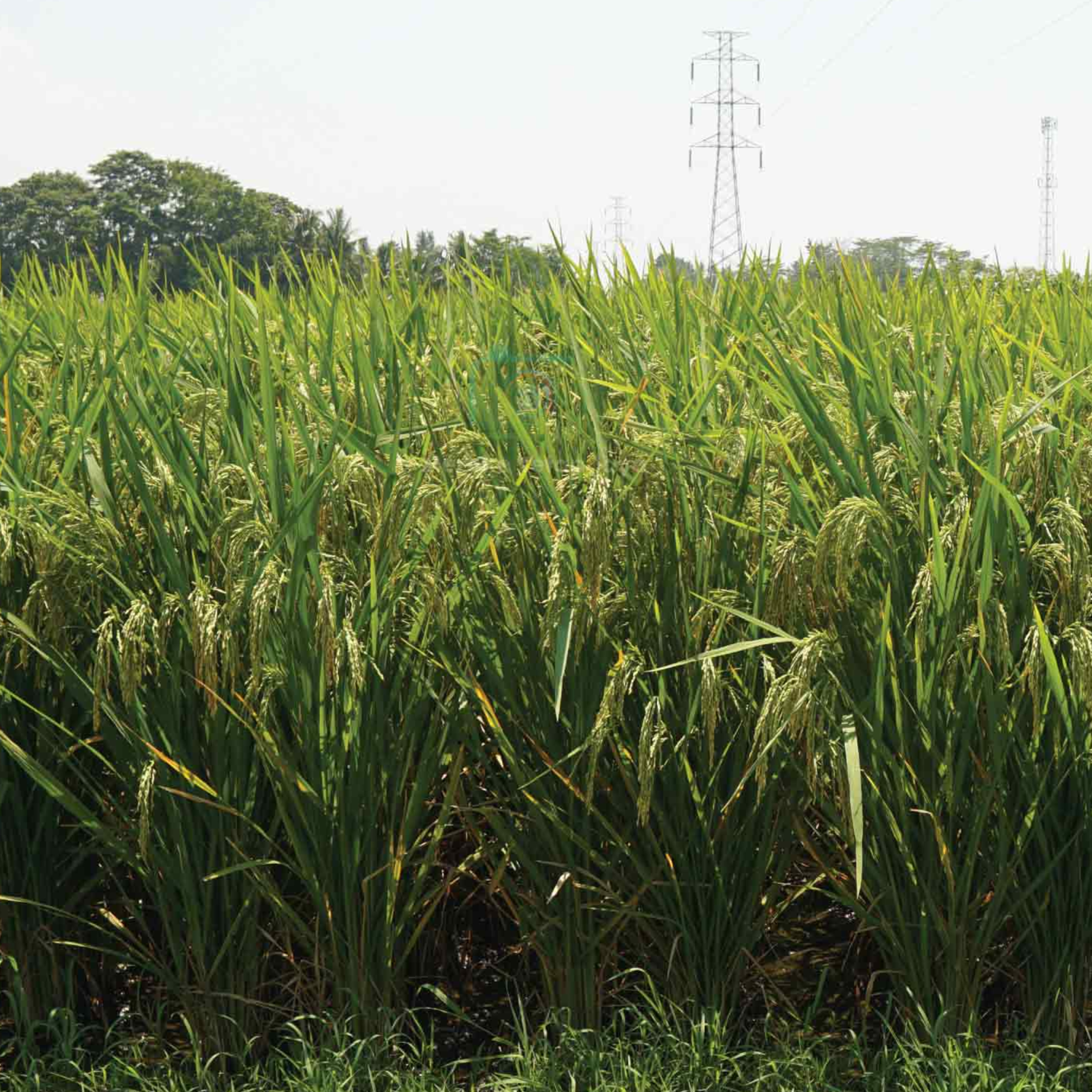 Petani Cerdas