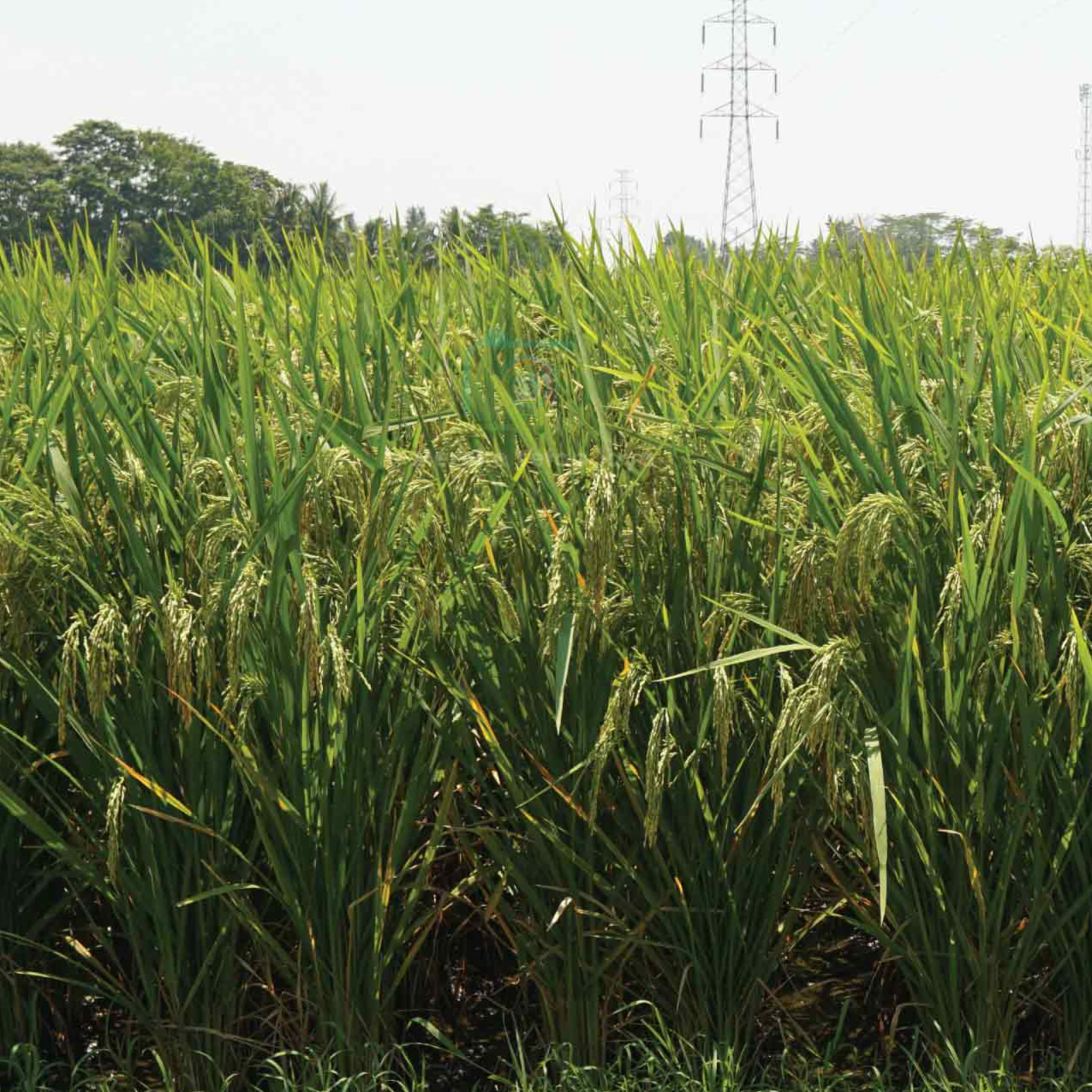 Petani Cerdas